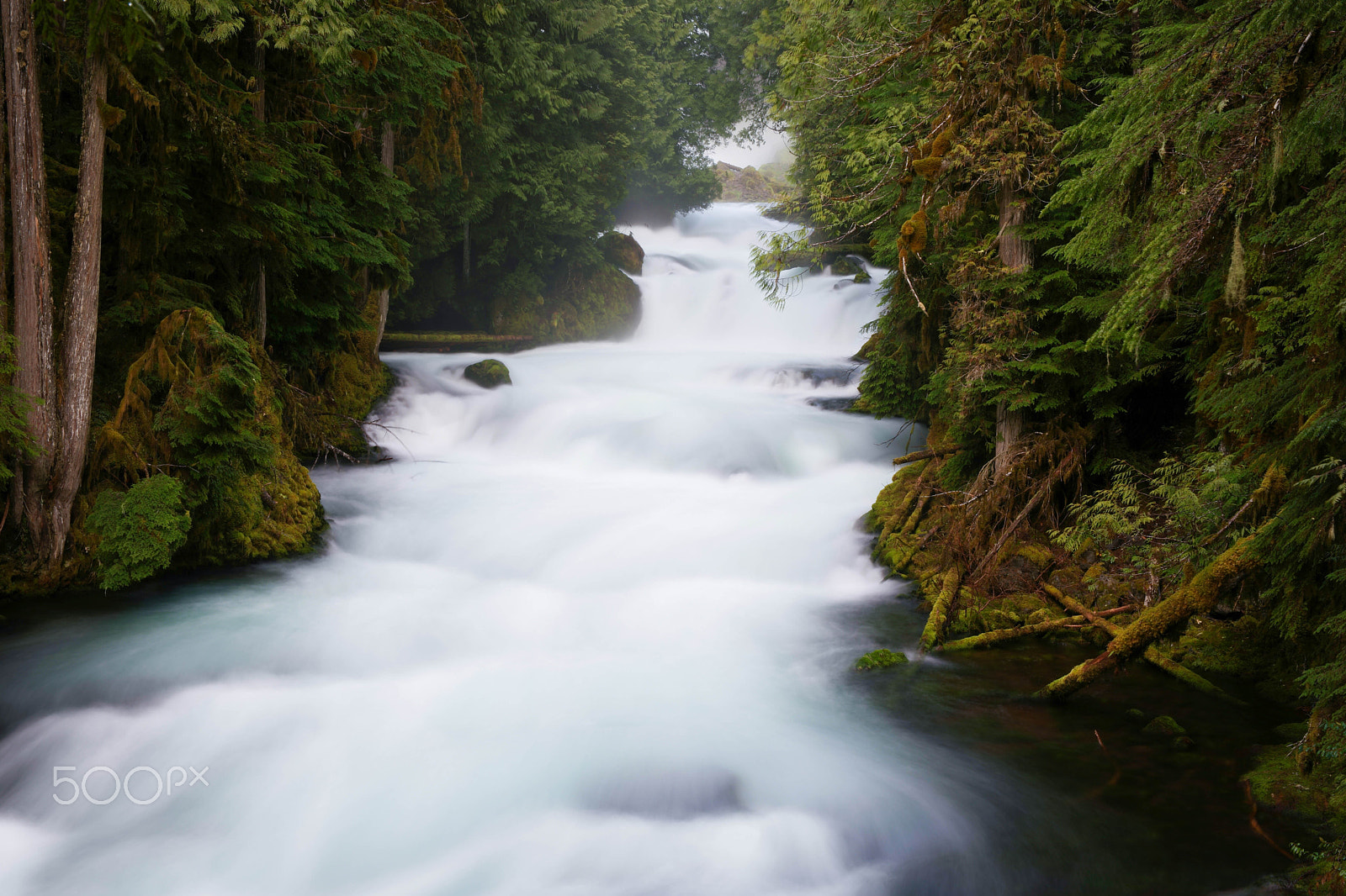 Saumsun NX 16-50mm F2-2.8 S ED OIS sample photo. Relaxing river pine photography