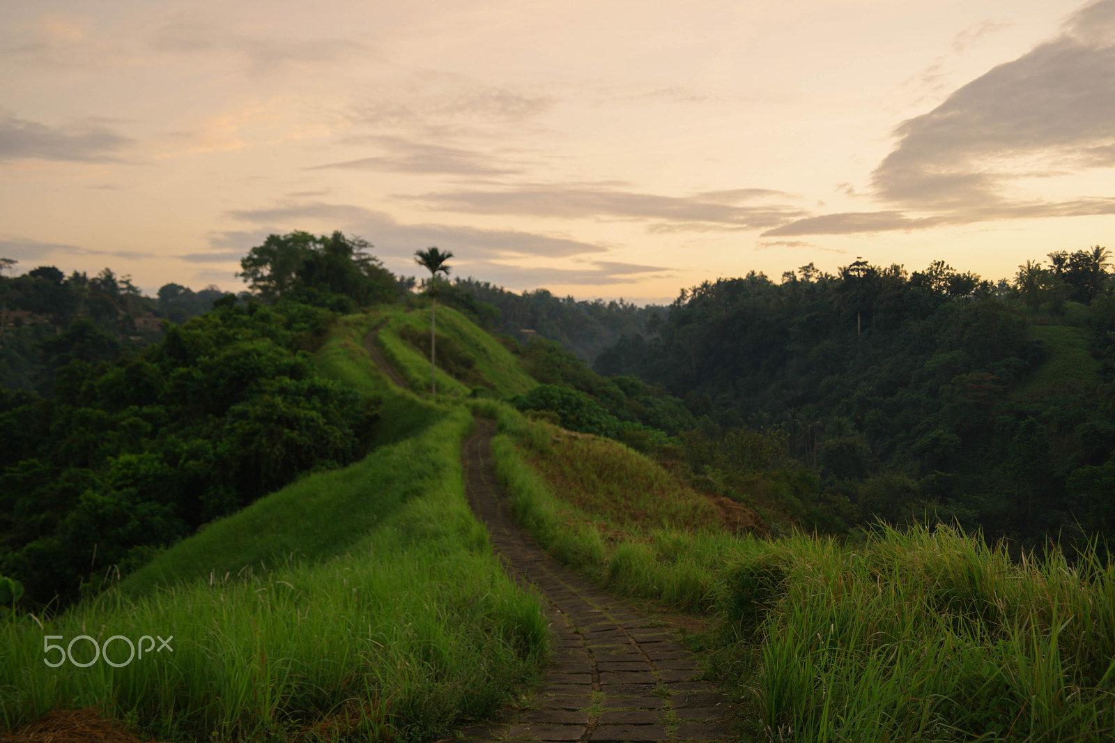 Saumsun NX 16-50mm F2-2.8 S ED OIS sample photo. Campuhan ridge walk photography
