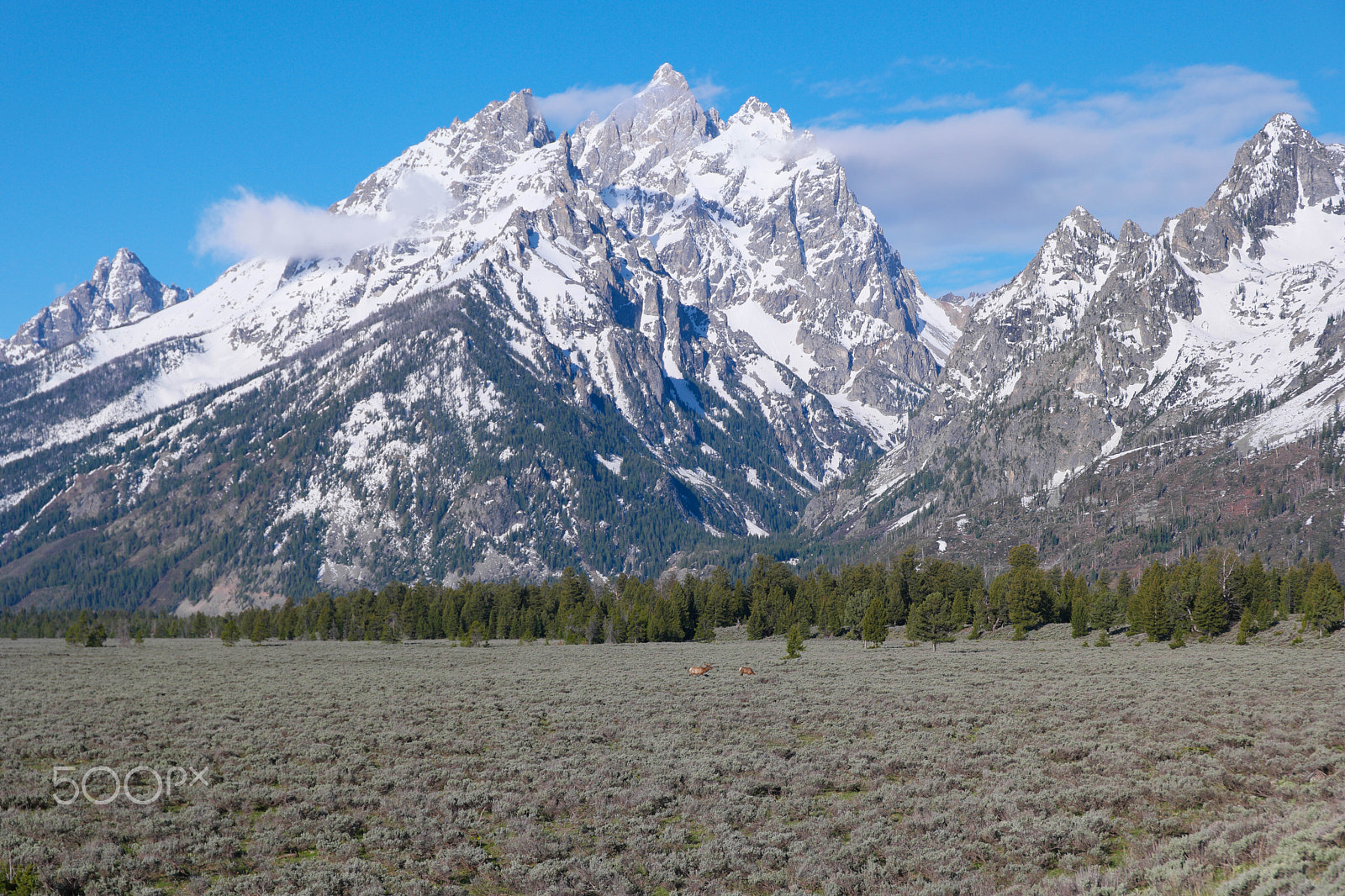 Saumsun NX 16-50mm F2-2.8 S ED OIS sample photo. Grand teton wildlife photography