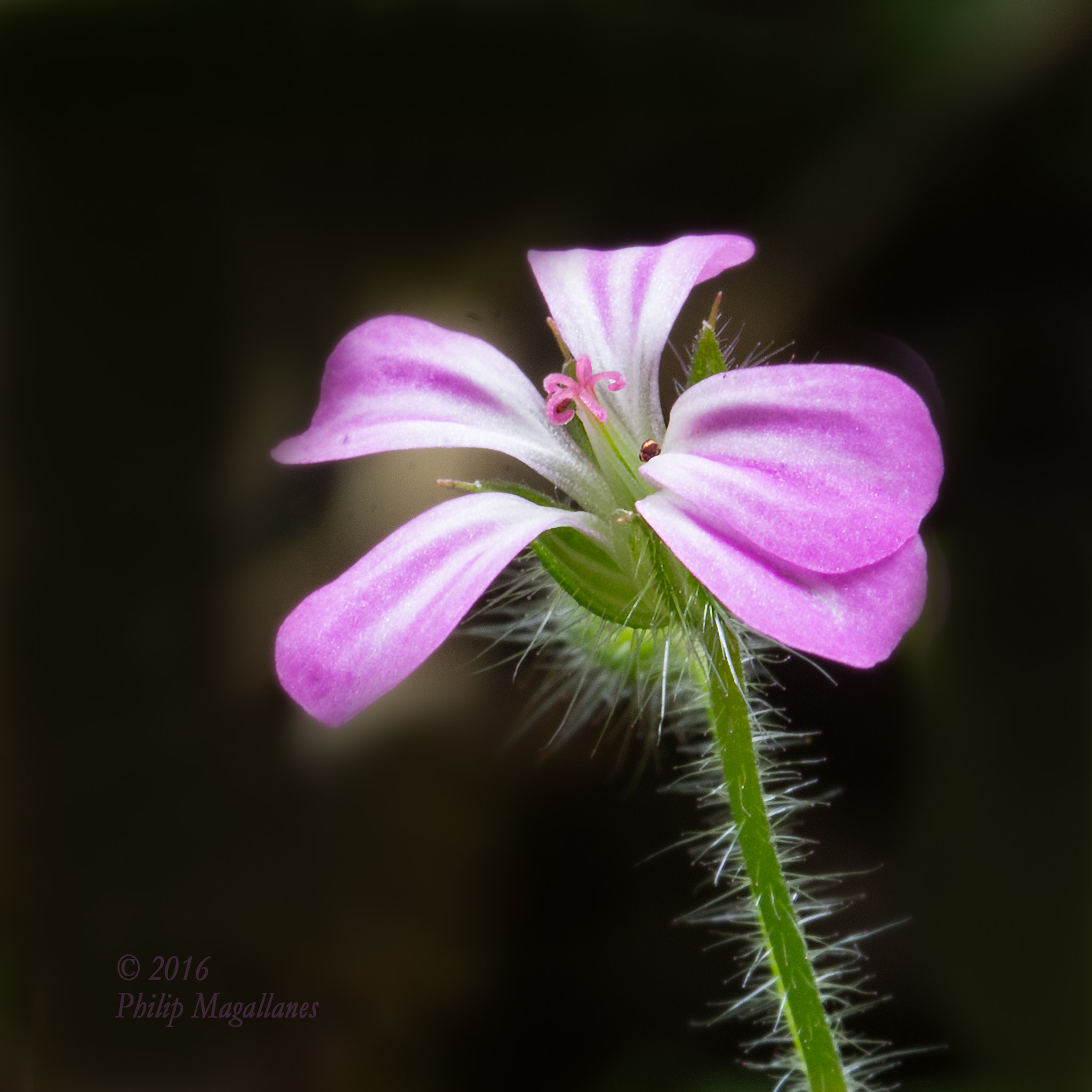 Nikon D7200 + Tamron SP 90mm F2.8 Di VC USD 1:1 Macro (F004) sample photo. Herb robert photography