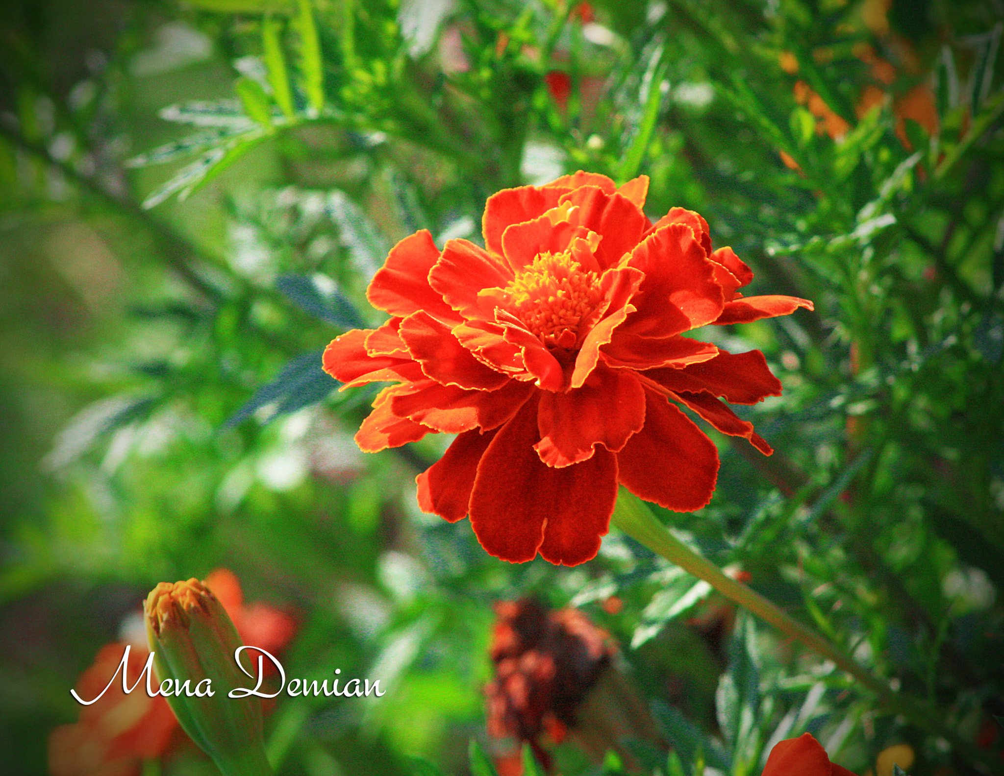 Canon EOS 1000D (EOS Digital Rebel XS / EOS Kiss F) sample photo. Img photography