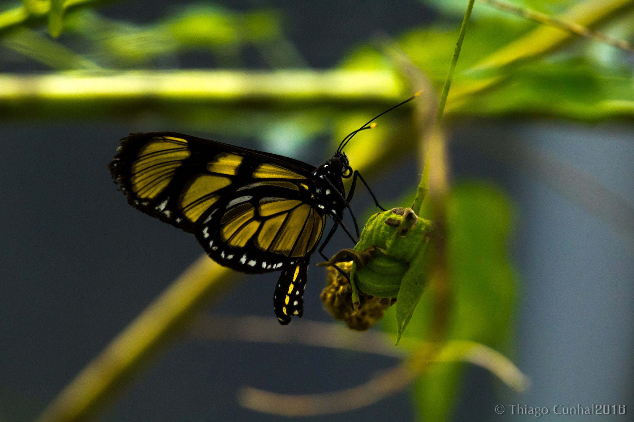 Canon EF-S 55-250mm F4-5.6 IS STM sample photo. Macro butterfly photography