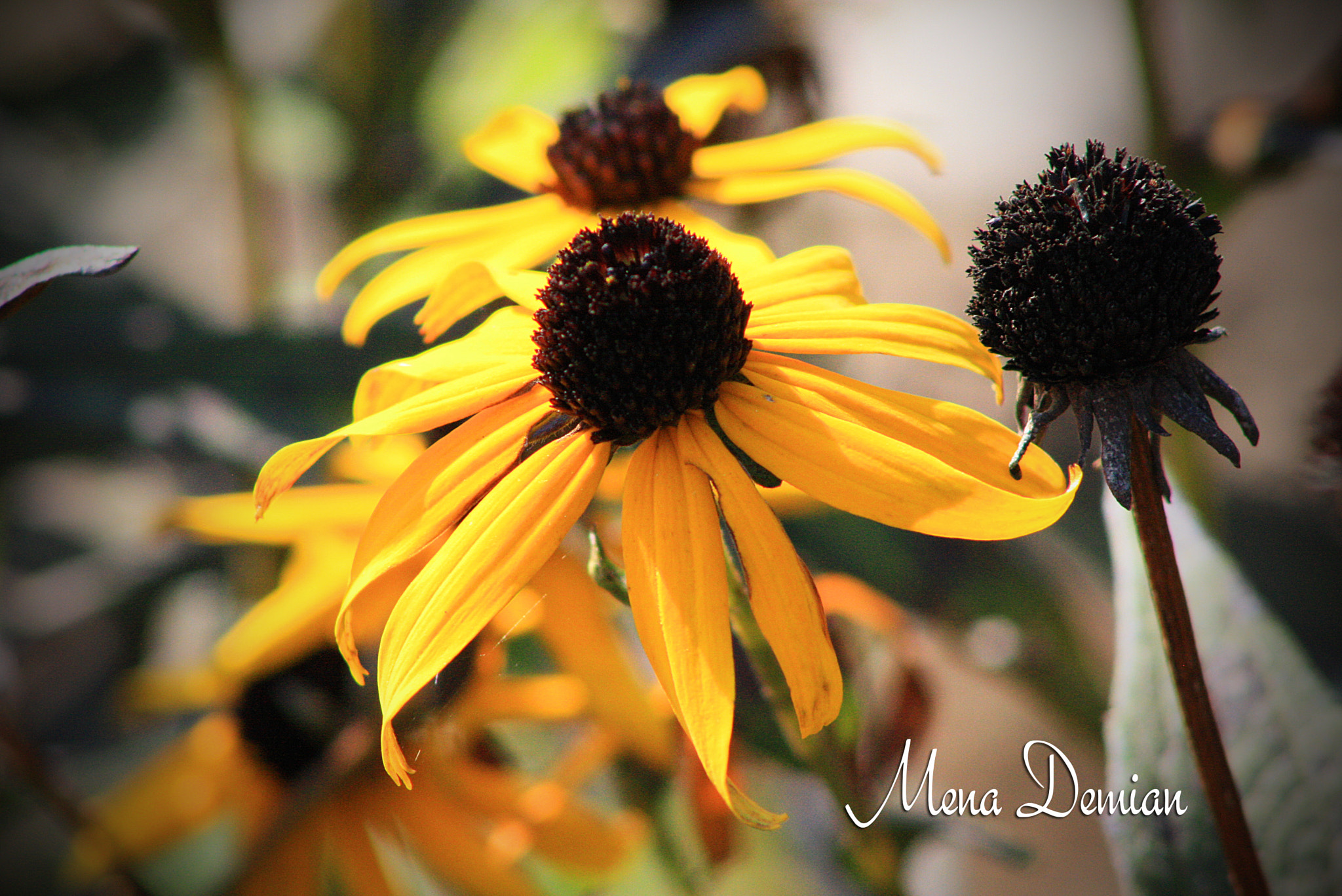 Canon EOS 1000D (EOS Digital Rebel XS / EOS Kiss F) sample photo. Img photography