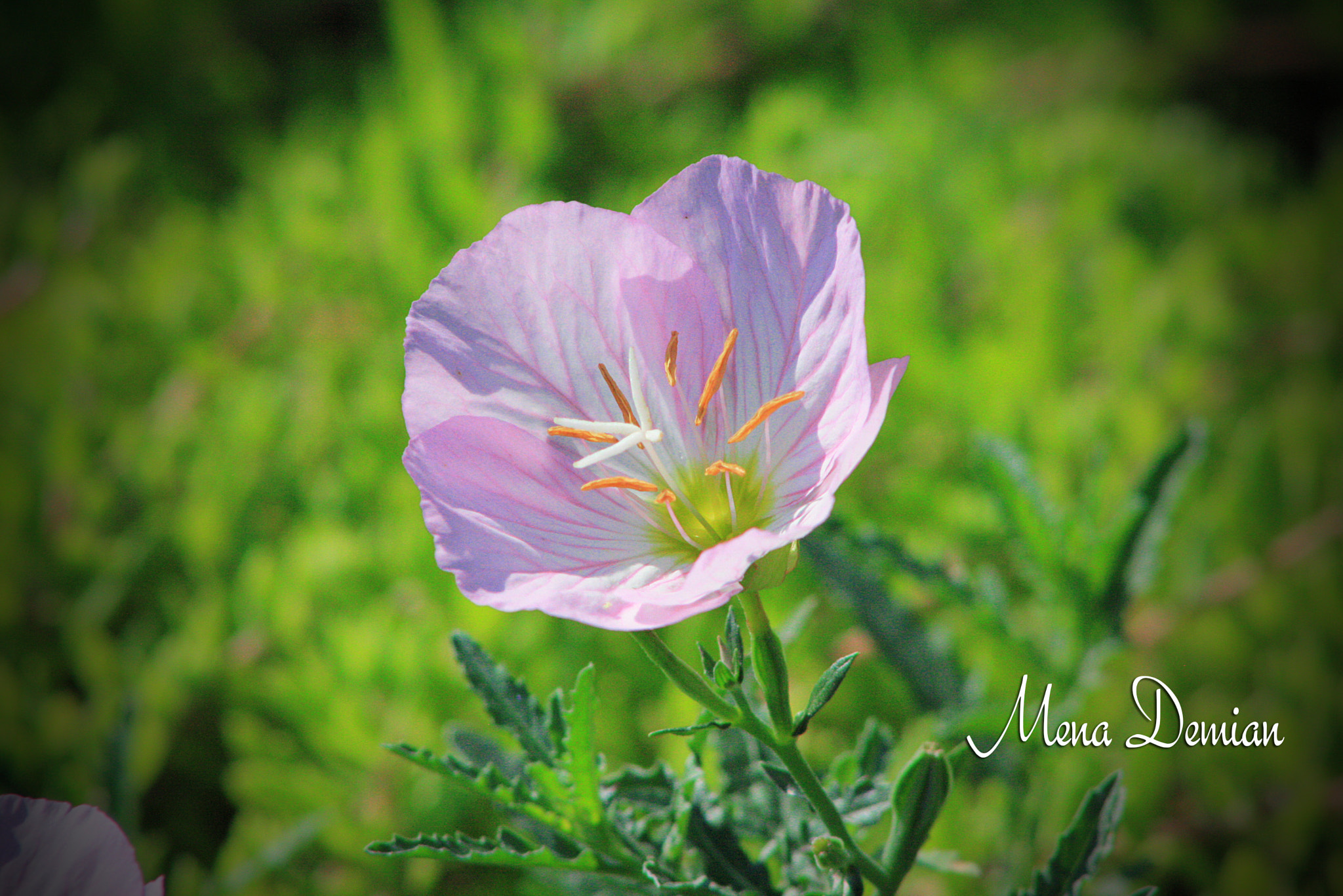 Canon EOS 1000D (EOS Digital Rebel XS / EOS Kiss F) sample photo. Img photography