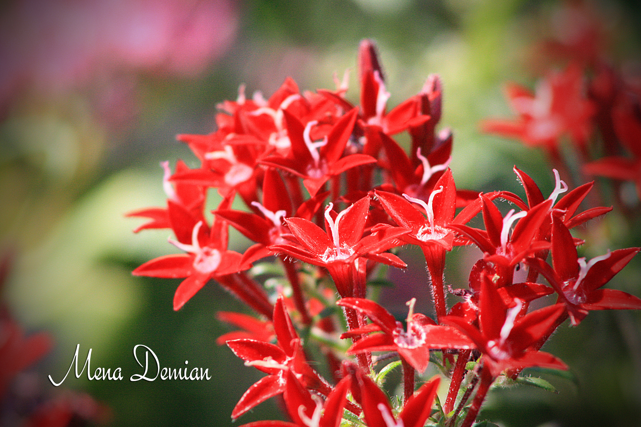 Canon EOS 1000D (EOS Digital Rebel XS / EOS Kiss F) sample photo. Img photography