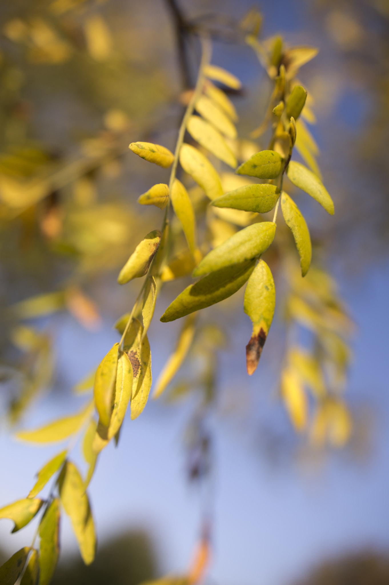 Pentax K-3 + Sigma 18-35mm F1.8 DC HSM Art sample photo. Droopy bananas photography