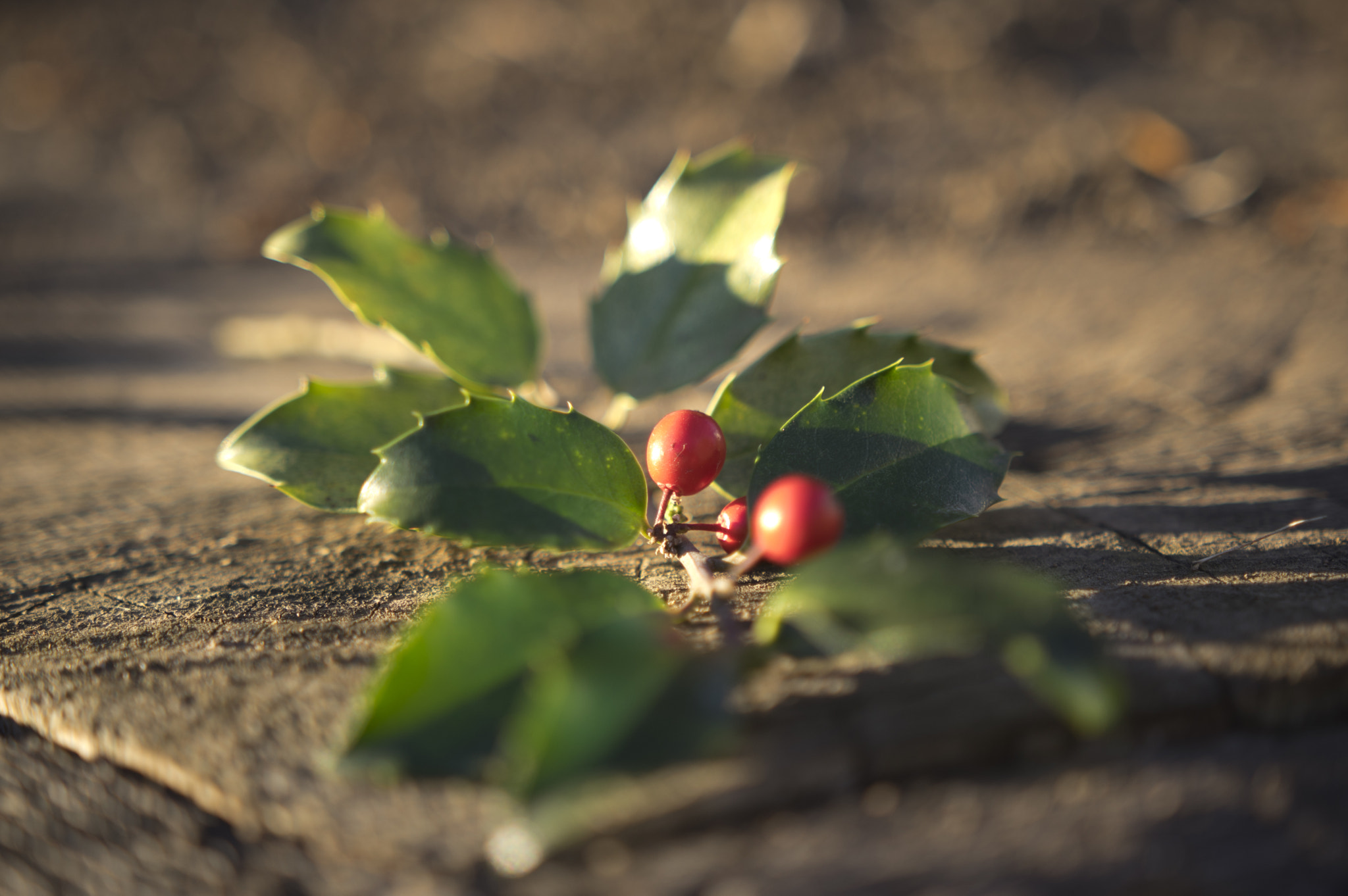 Pentax K-3 + Sigma 18-35mm F1.8 DC HSM Art sample photo. Holly plant photography