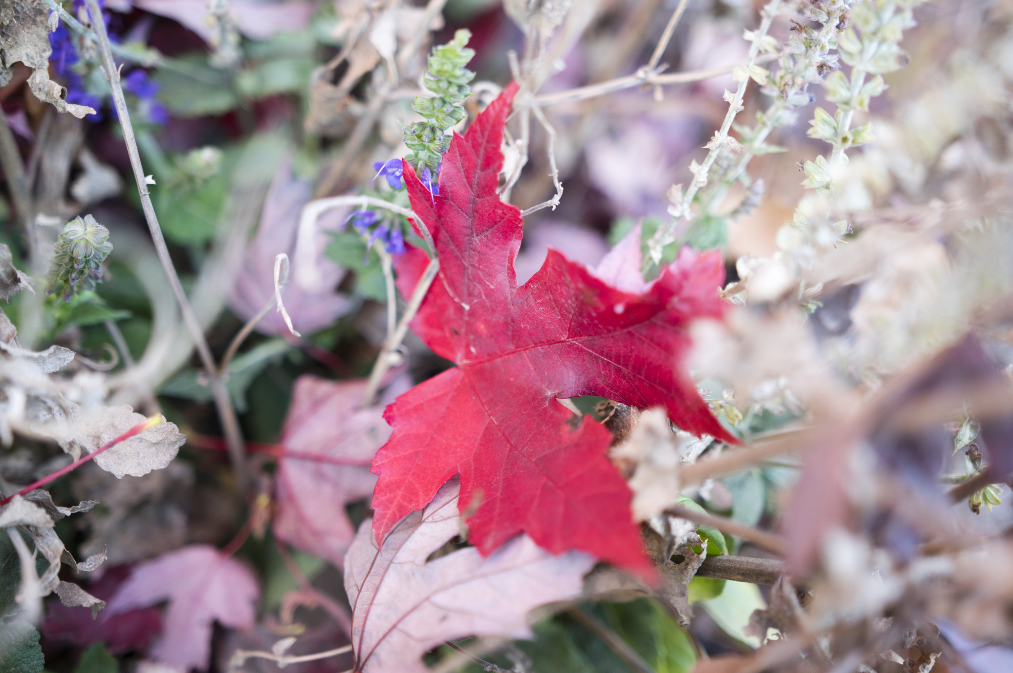 Pentax K-3 + Sigma 18-35mm F1.8 DC HSM Art sample photo. Standout photography