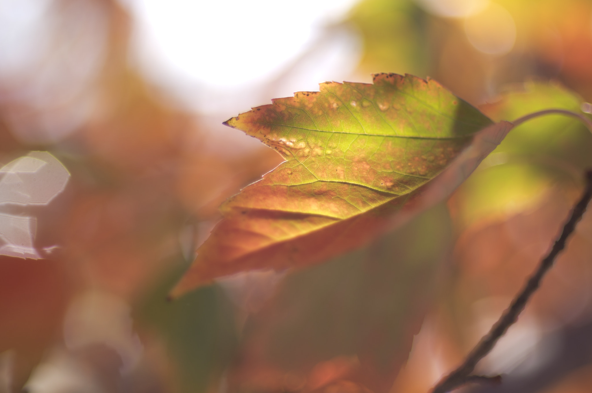 Pentax K-3 + Pentax smc DA* 55mm F1.4 SDM sample photo. Details photography