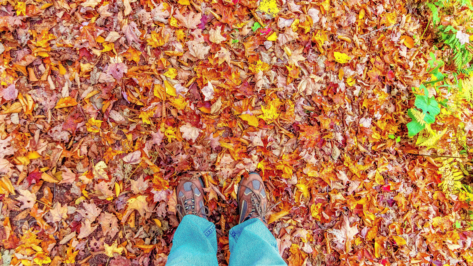 Canon EOS M3 sample photo. Autumn walk photography