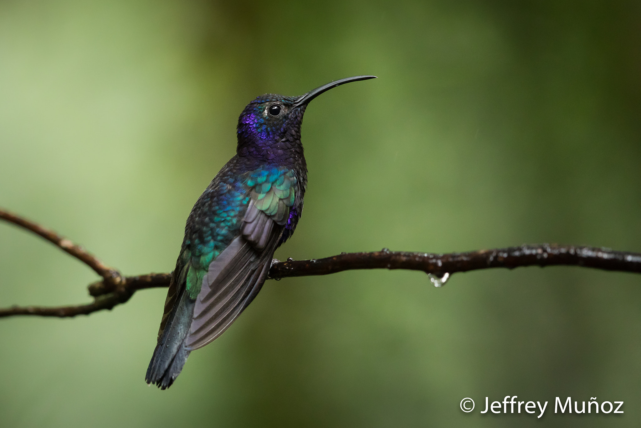 Canon EF 500mm F4L IS II USM sample photo. Violet sabrewing photography