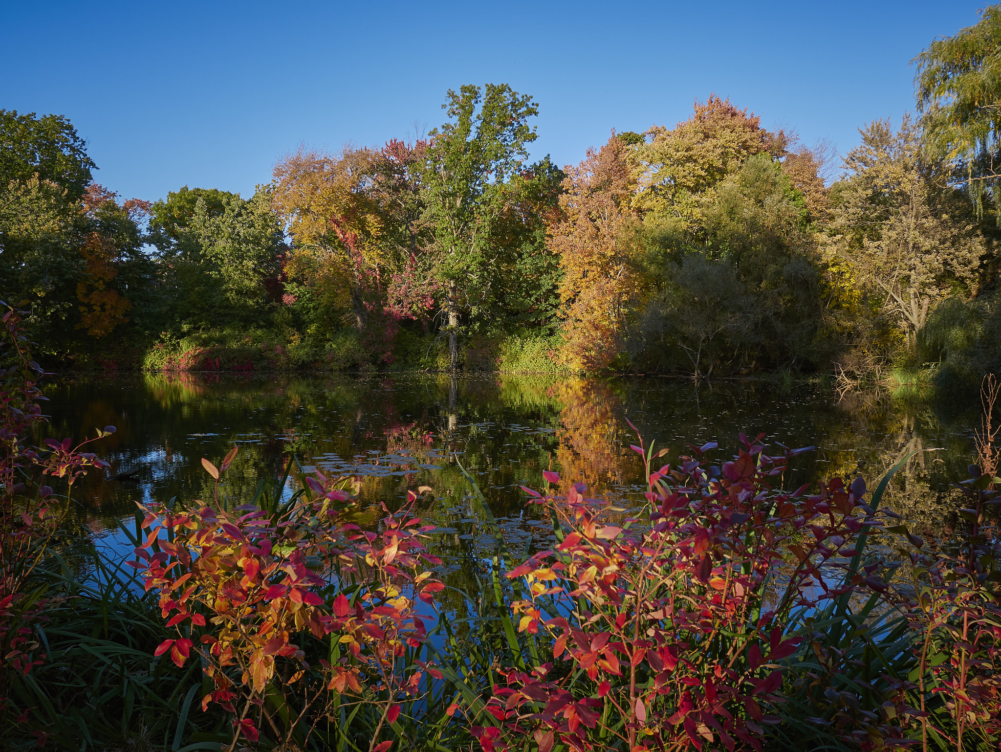 Panasonic Lumix DMC-GX85 (Lumix DMC-GX80 / Lumix DMC-GX7 Mark II) sample photo. Autumn pond 2 photography
