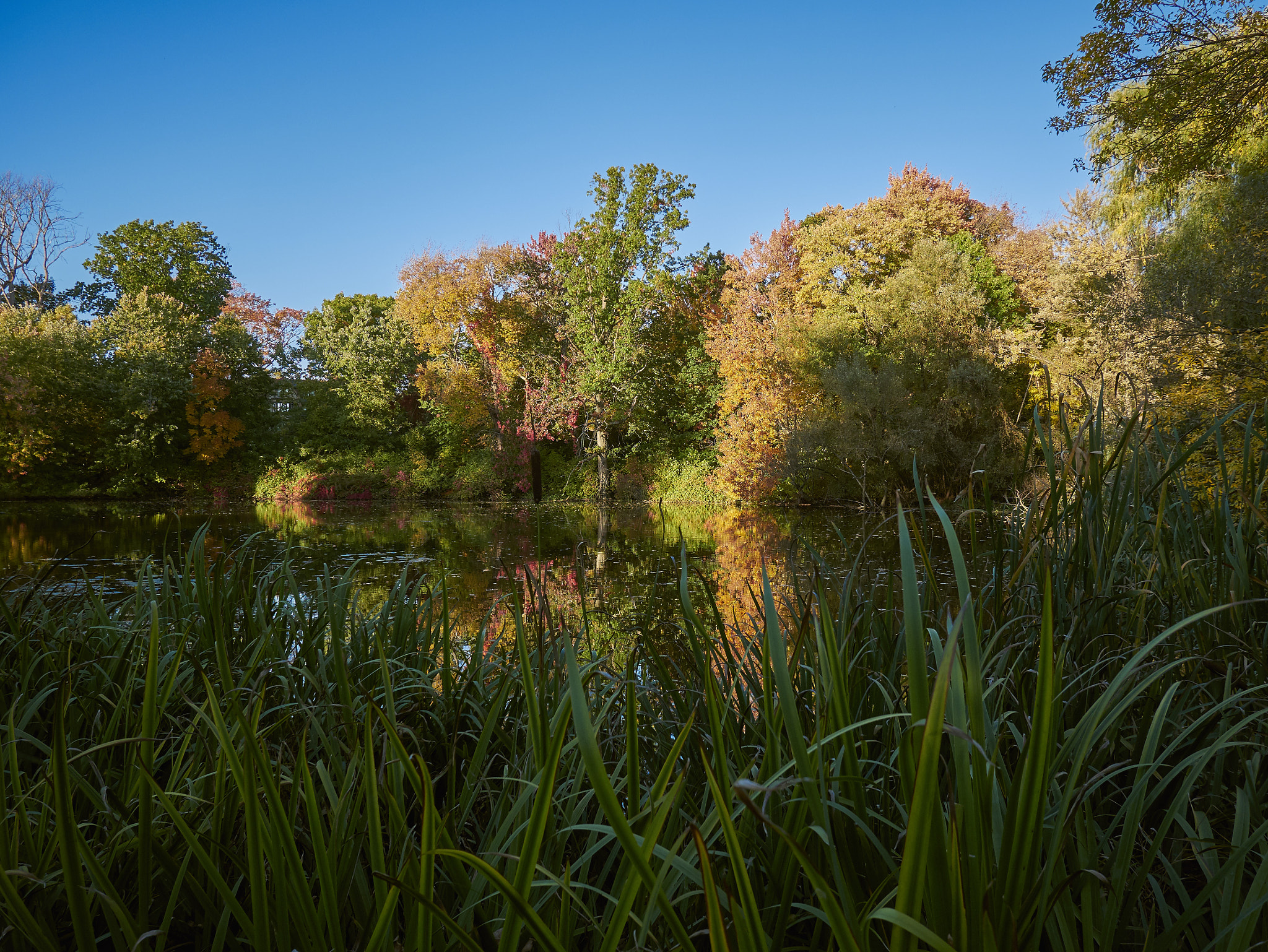 Panasonic Lumix DMC-GX85 (Lumix DMC-GX80 / Lumix DMC-GX7 Mark II) sample photo. Autumn pond 1 photography