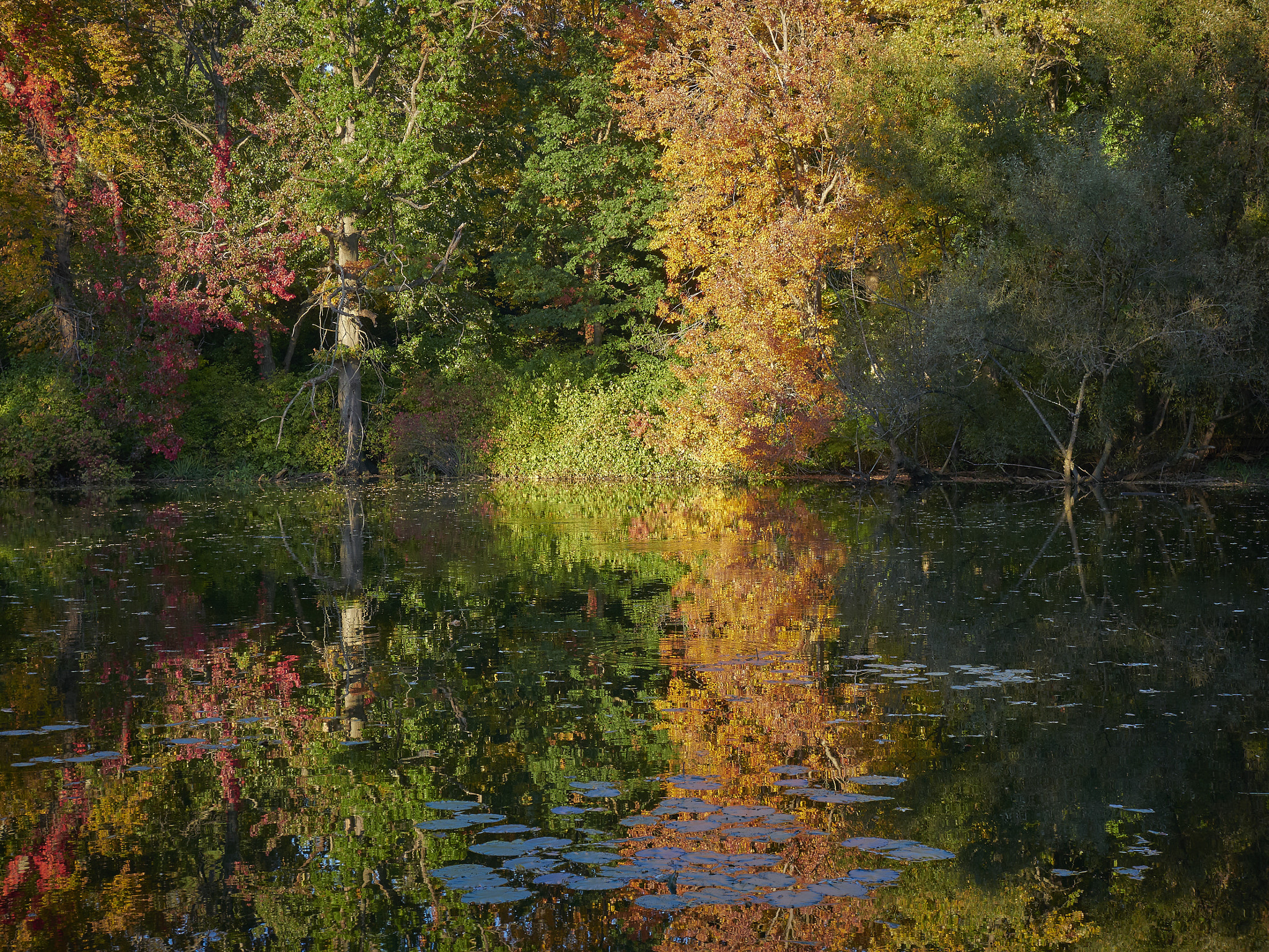Panasonic Lumix DMC-GX85 (Lumix DMC-GX80 / Lumix DMC-GX7 Mark II) sample photo. Autumn pond 3 photography