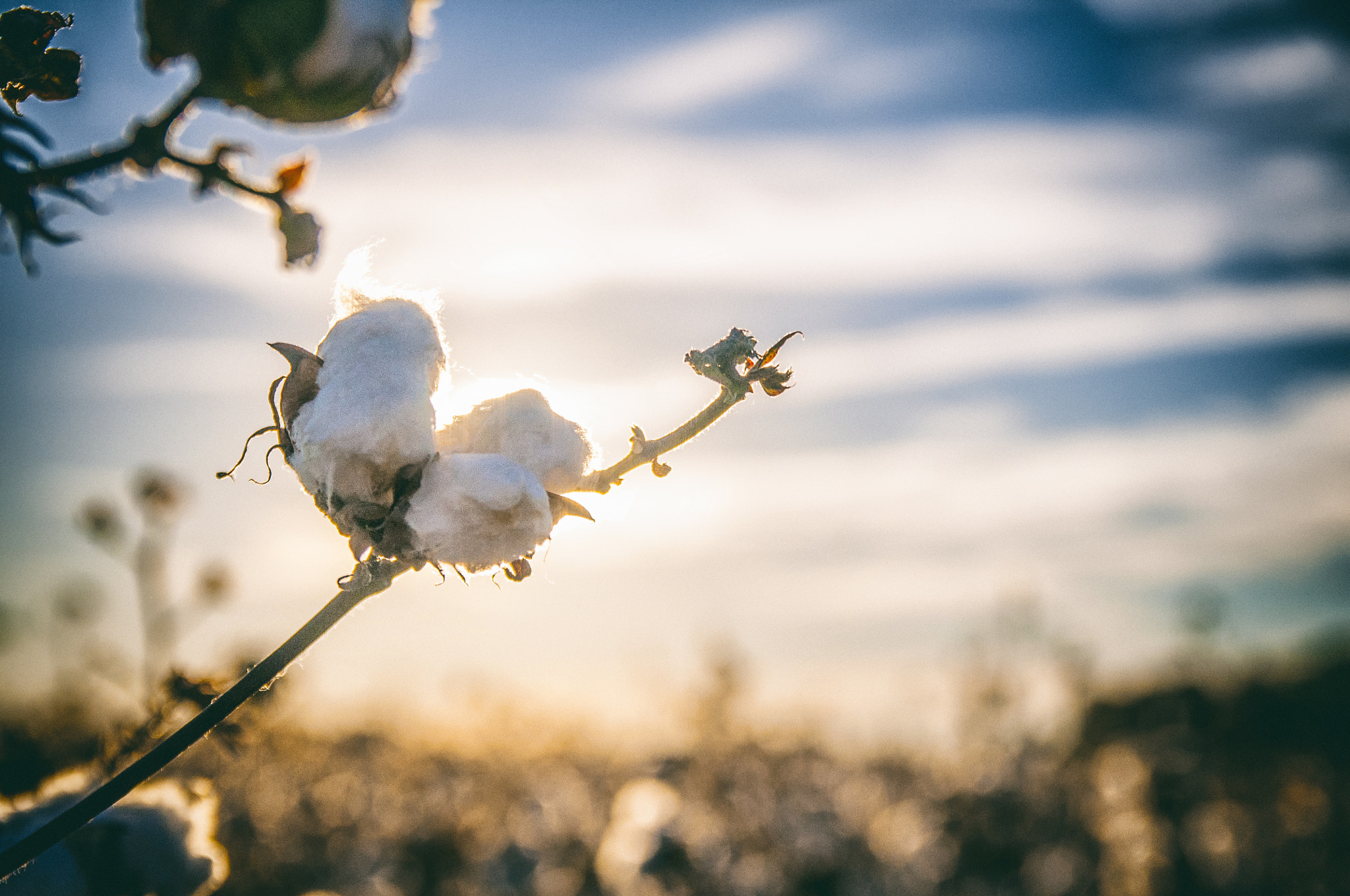 Nikon D300 + Sigma 18-50mm F2.8 EX DC Macro sample photo. Fields of white photography