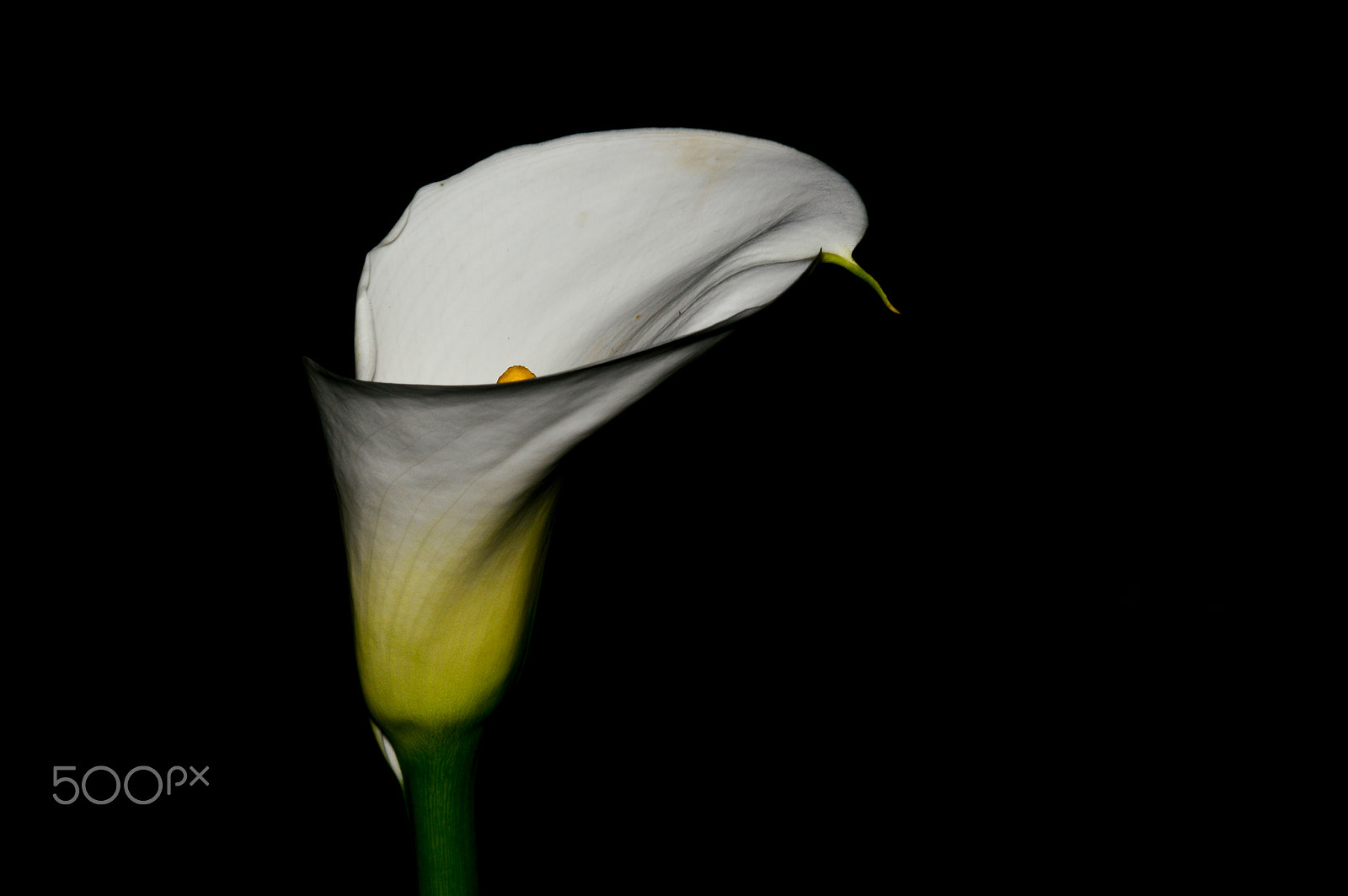 Nikon AF-S Micro-Nikkor 105mm F2.8G IF-ED VR sample photo. Flowers from my garden! photography