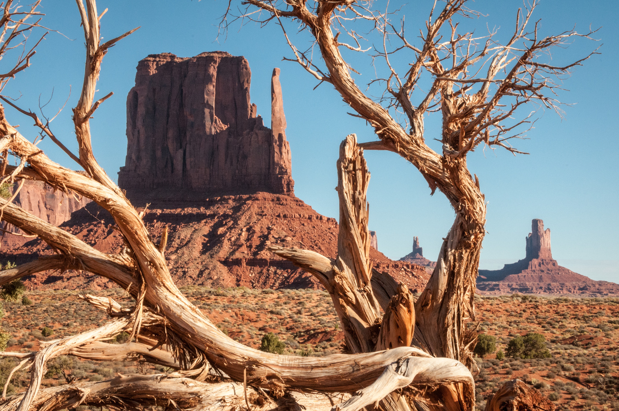 Nikon D300 sample photo. Monument valley tree photography