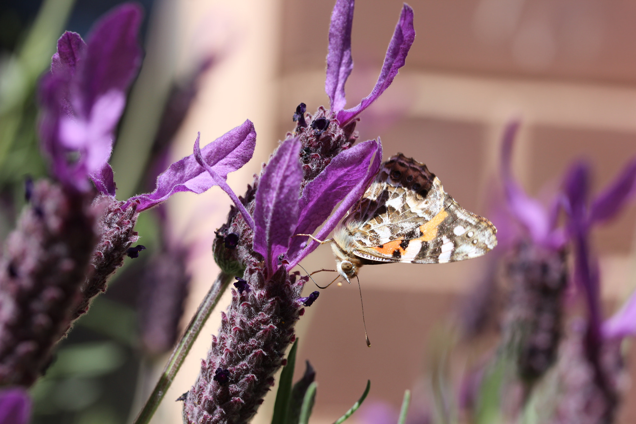 Canon EF-S 60mm F2.8 Macro USM sample photo. Lavender for lunch photography