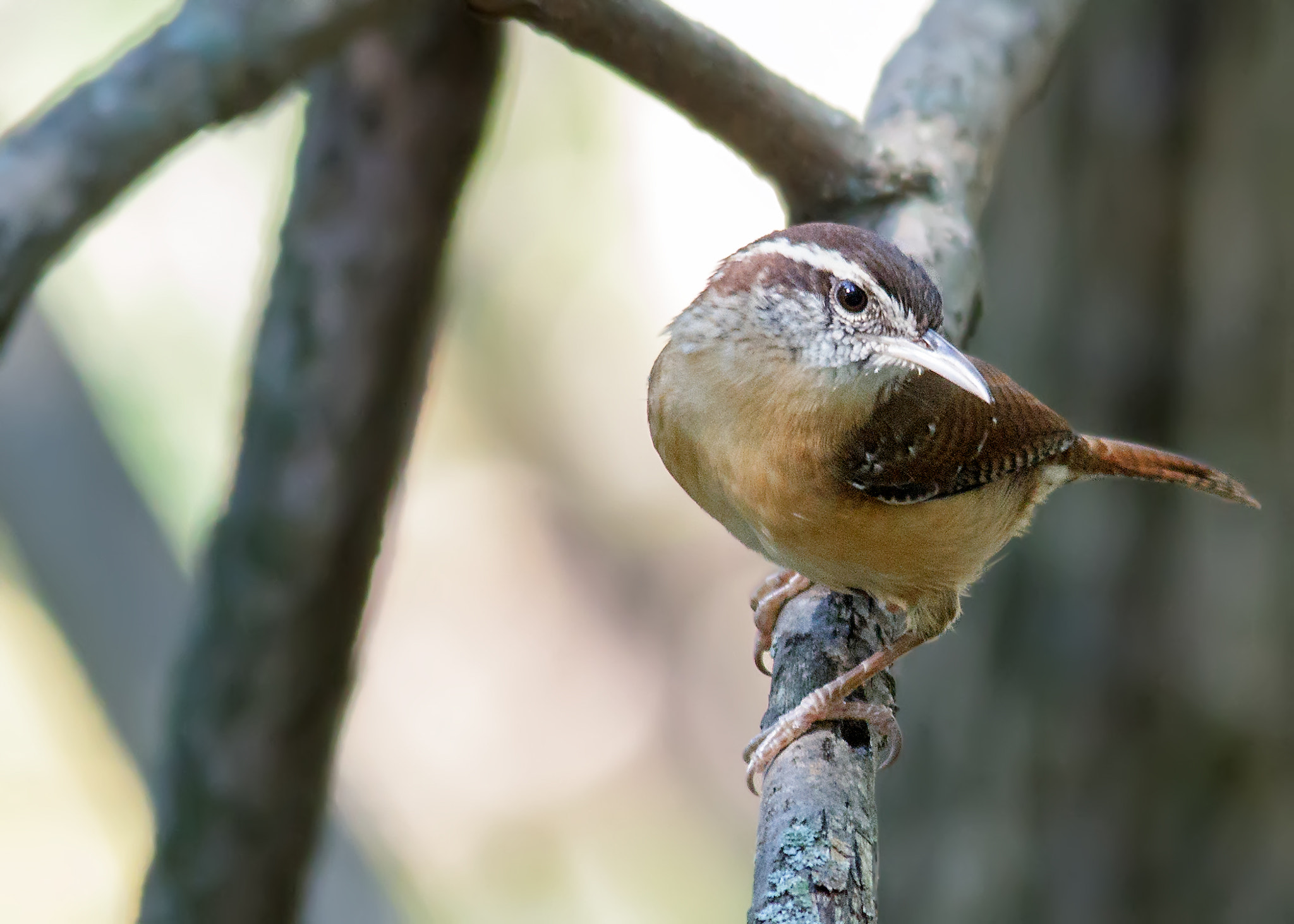 Sigma 150-500mm F5-6.3 DG OS HSM sample photo. Carolina wren photography