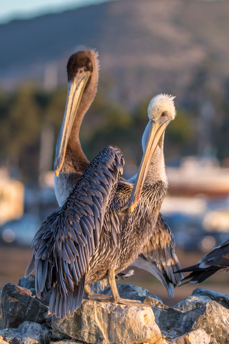 Canon EF 200-400mm F4L IS USM Extender 1.4x sample photo. Brown pelican photography