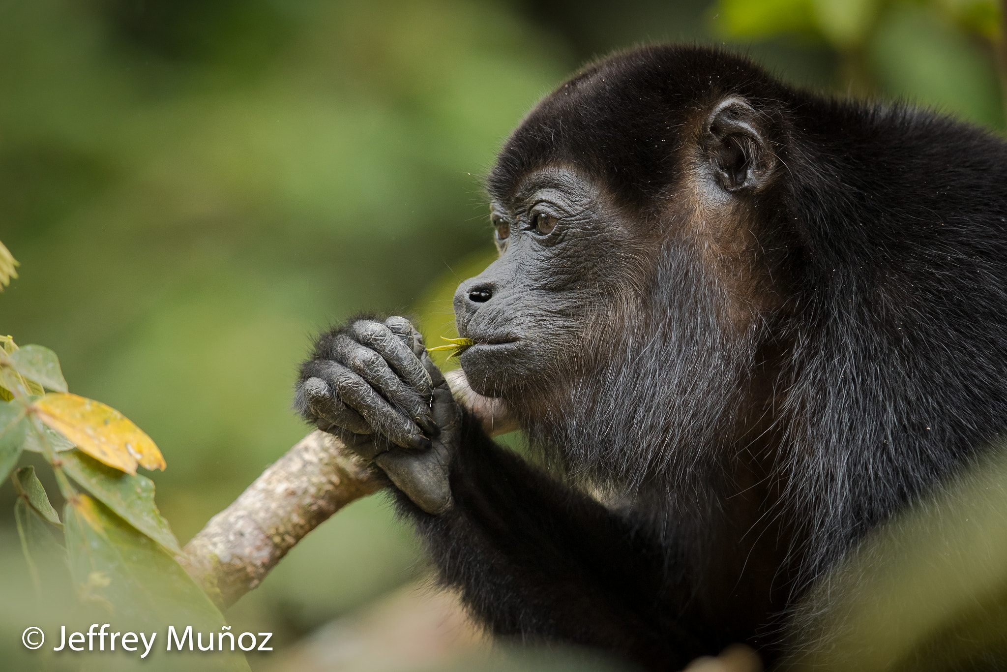 Canon EF 500mm F4L IS II USM sample photo. Howler monkey photography