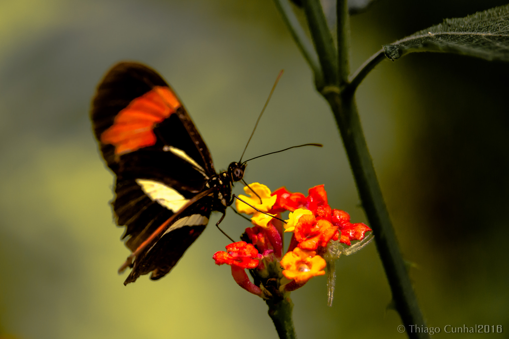 Canon EF-S 55-250mm F4-5.6 IS STM sample photo. Butterfly having nectar photography