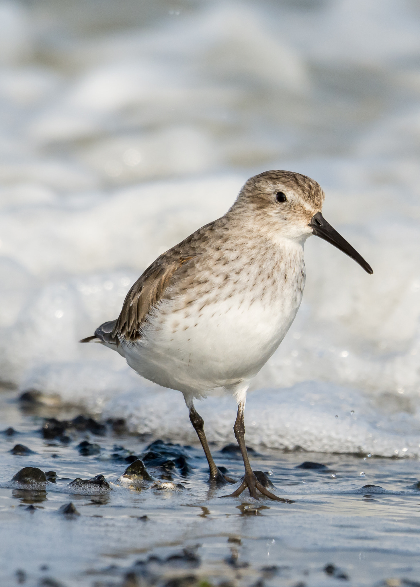 Nikon D7100 + Nikon AF-S Nikkor 500mm F4G ED VR sample photo. Strandling photography