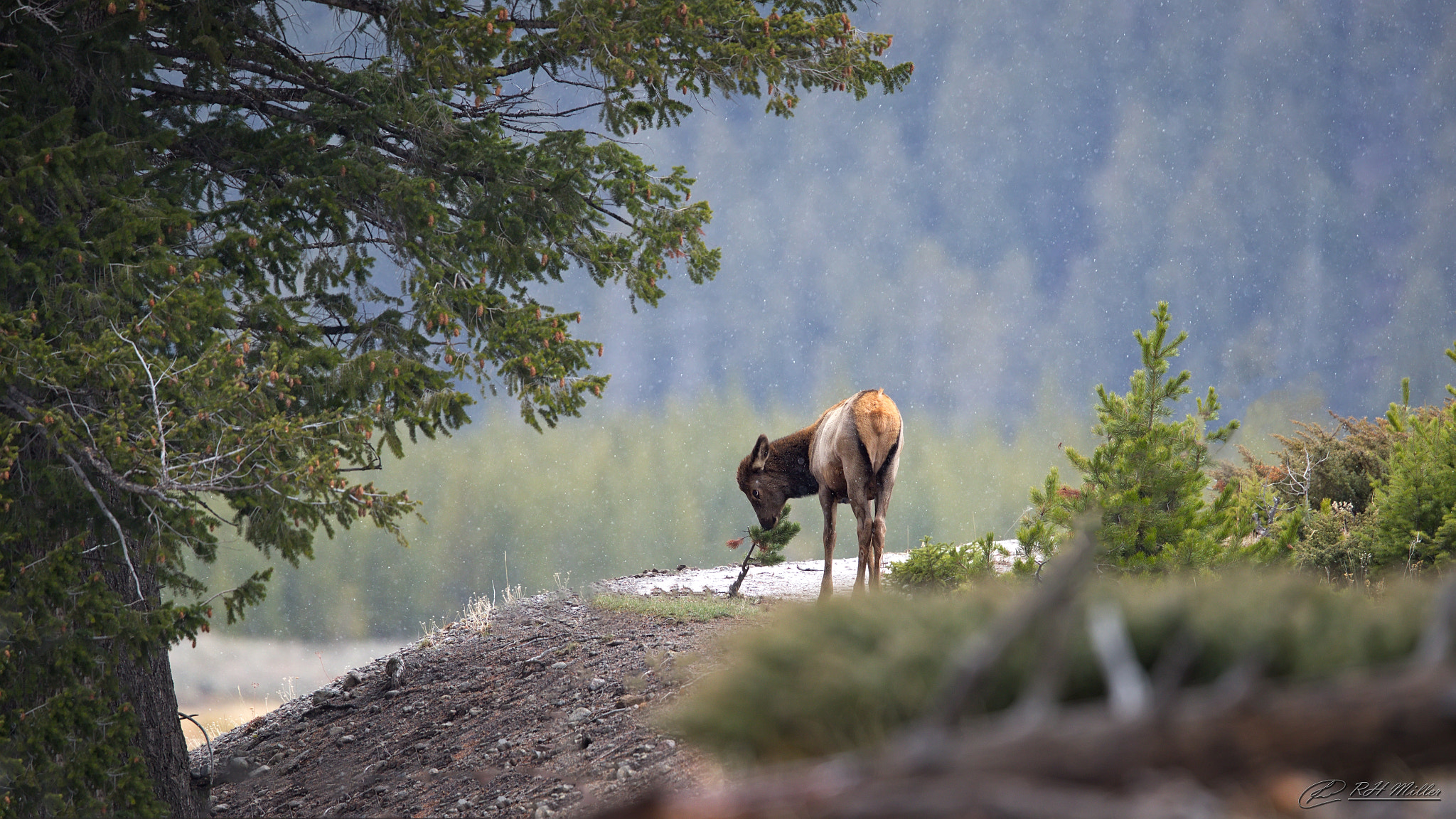 Canon EF 600mm F4L IS II USM sample photo. Take time to stop and smell the whatever photography