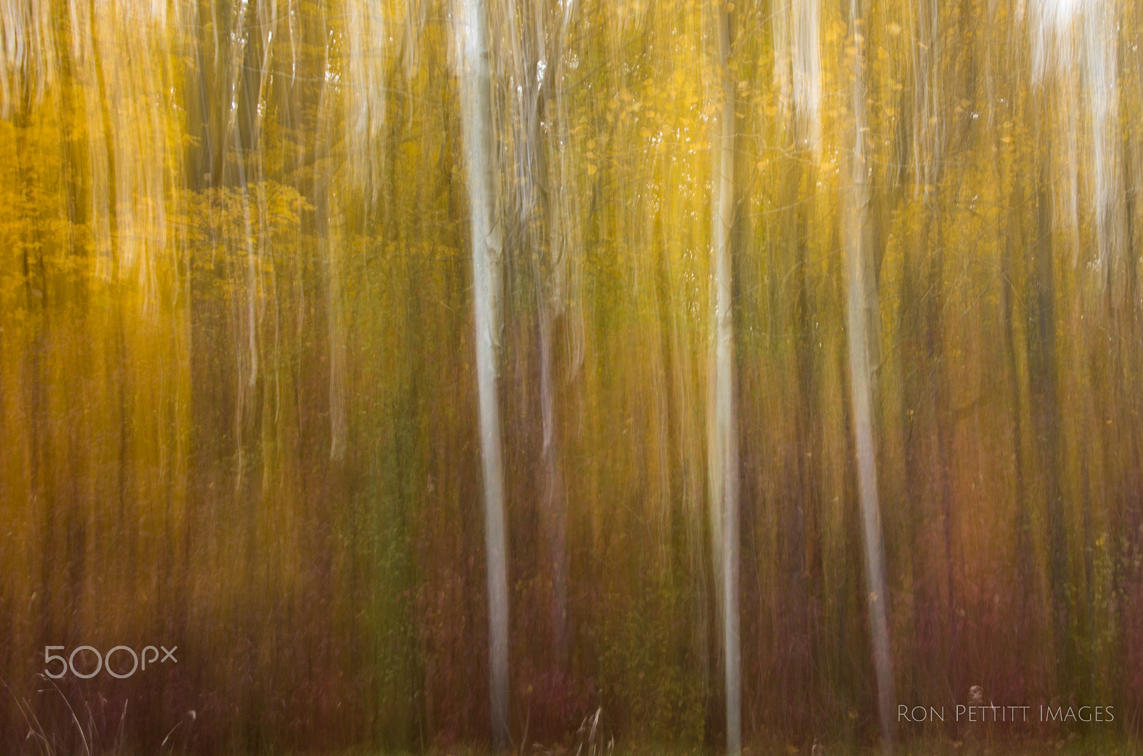 Pentax smc DA* 16-50mm F2.8 ED AL (IF) SDM sample photo. Autumn abstract photography