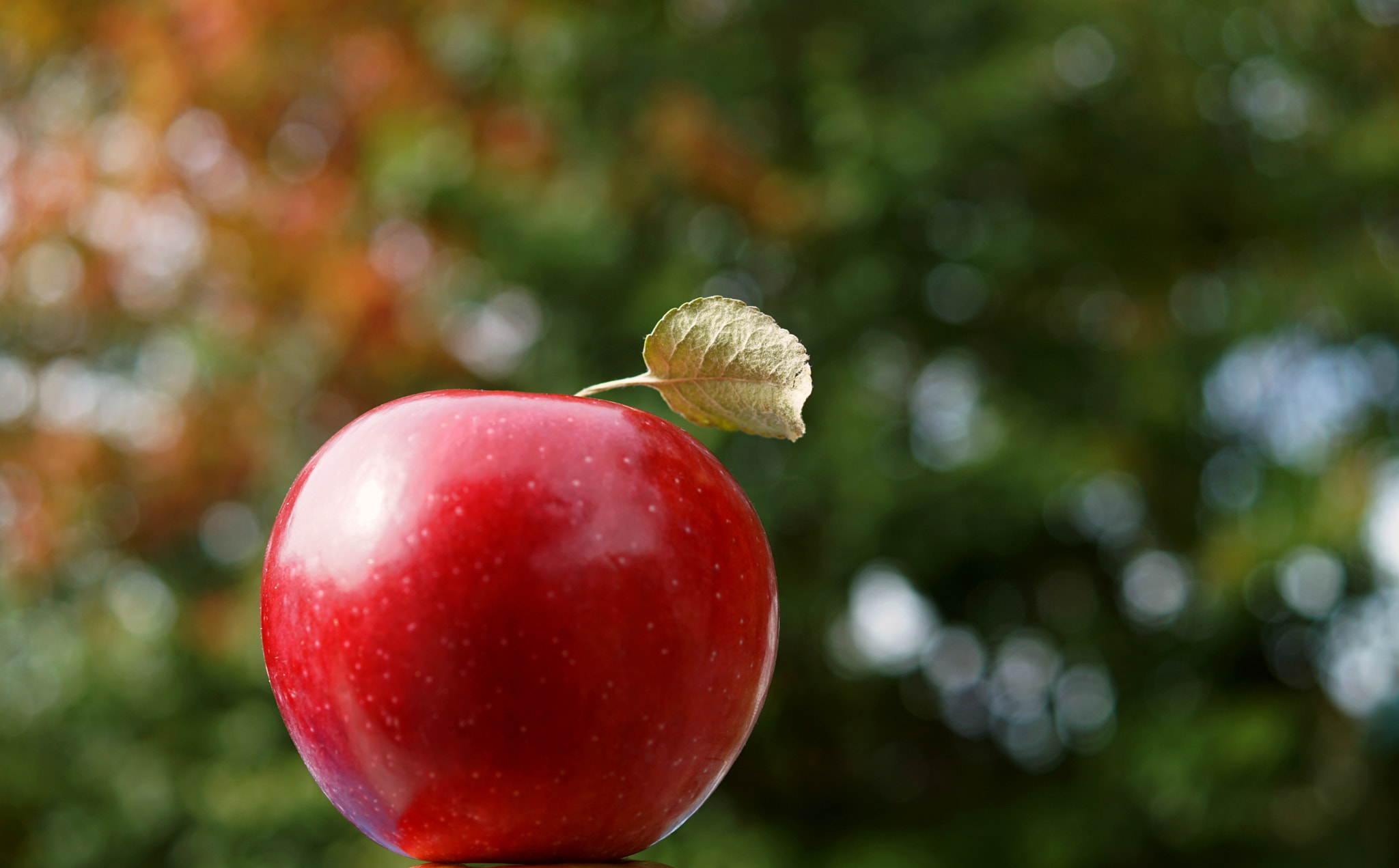 Sony ILCA-77M2 + Sony DT 30mm F2.8 Macro SAM sample photo. Autumn fruit,  fall colors photography