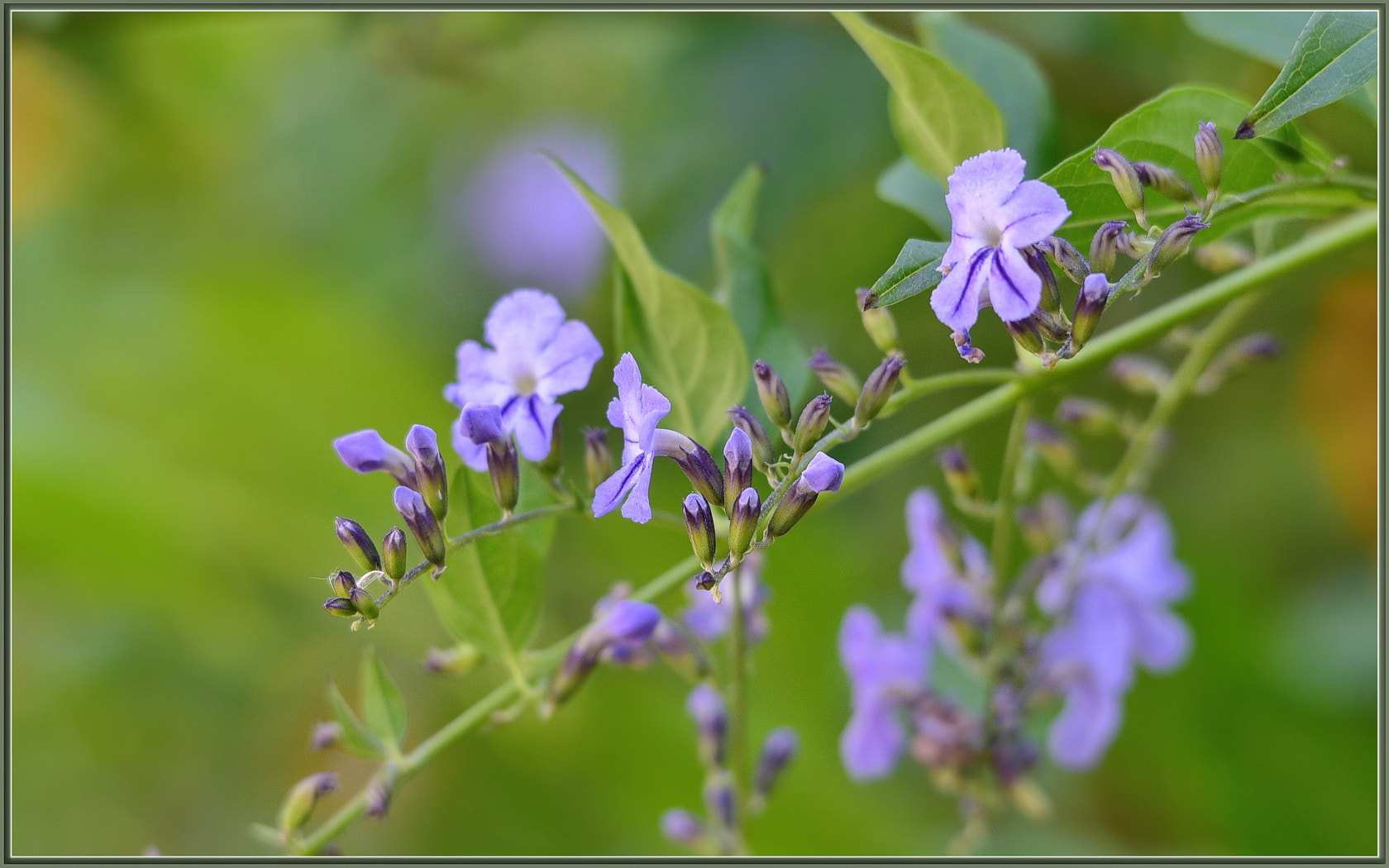 Sigma 120-400mm F4.5-5.6 DG OS HSM sample photo. Fall purples photography