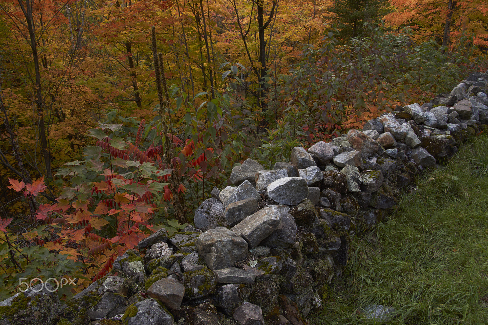 Sony SLT-A65 (SLT-A65V) + DT 18-270mm F3.5-6.3 SSM sample photo. The wall photography