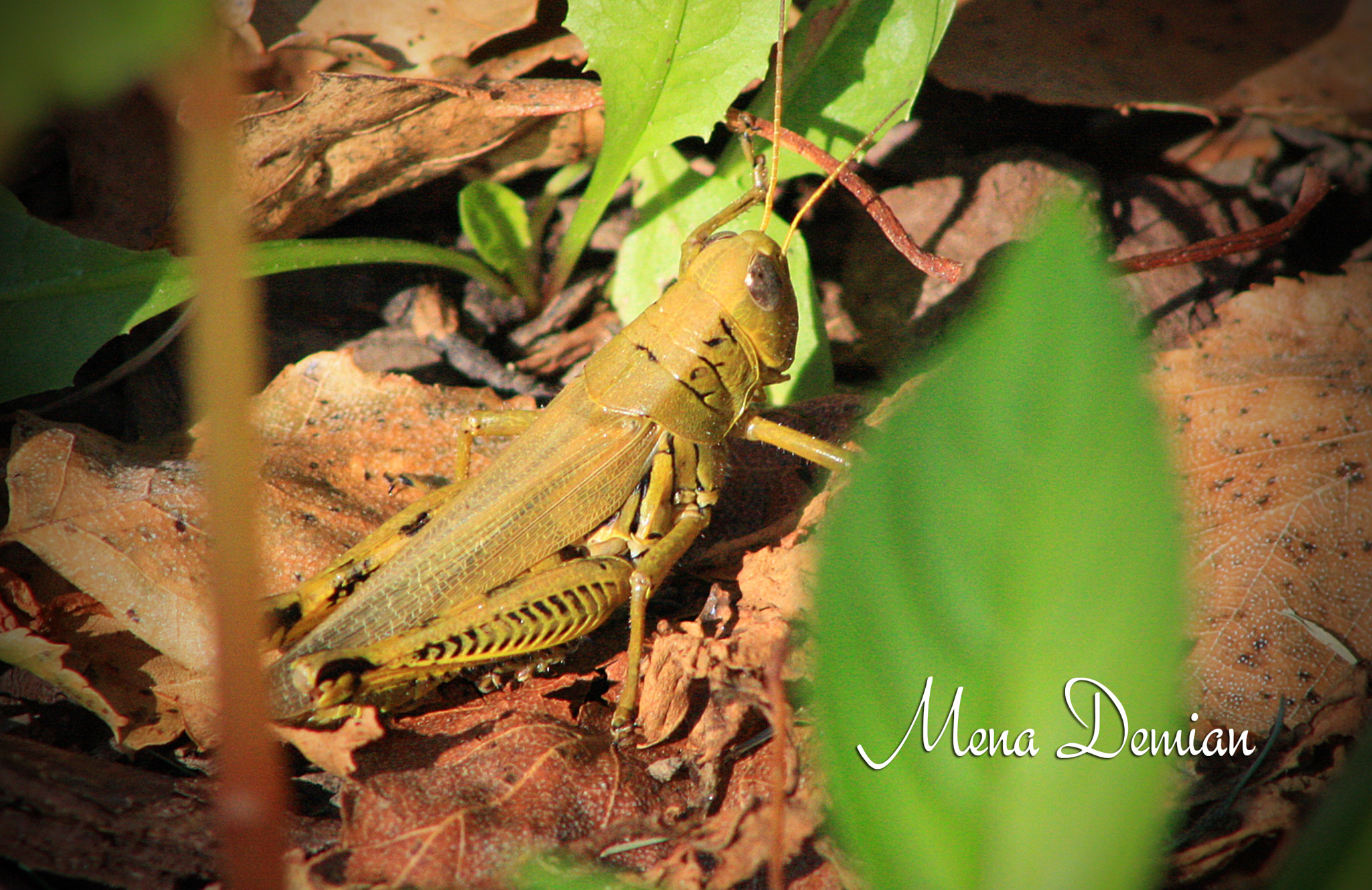 Canon EOS 1000D (EOS Digital Rebel XS / EOS Kiss F) sample photo. Img photography