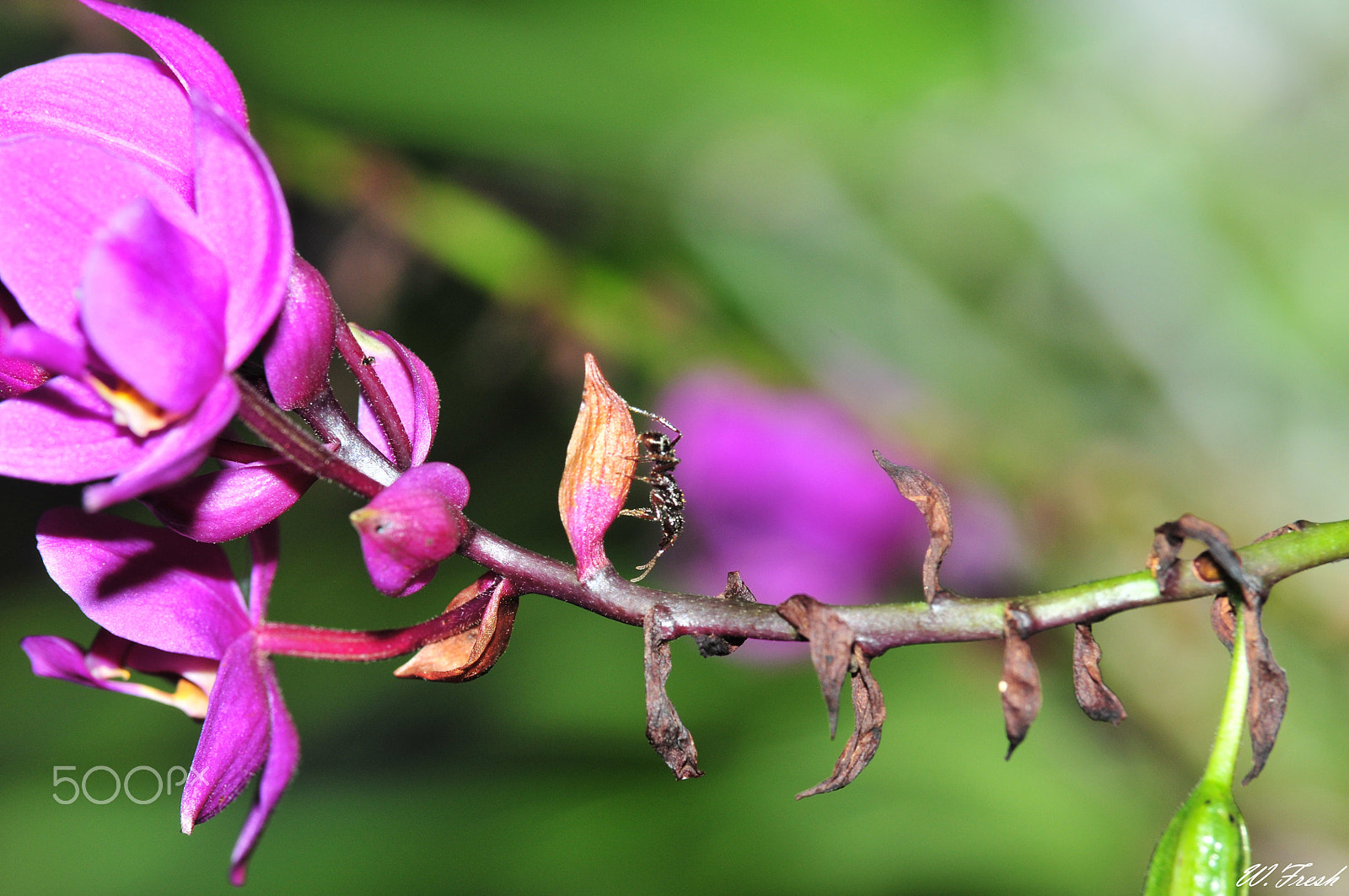 Nikon D300 sample photo. Macrophotographie photography