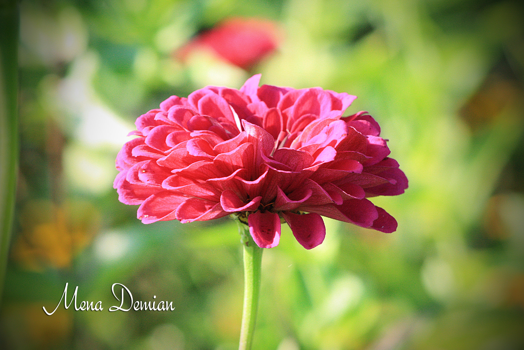 Canon EOS 1000D (EOS Digital Rebel XS / EOS Kiss F) sample photo. Img photography