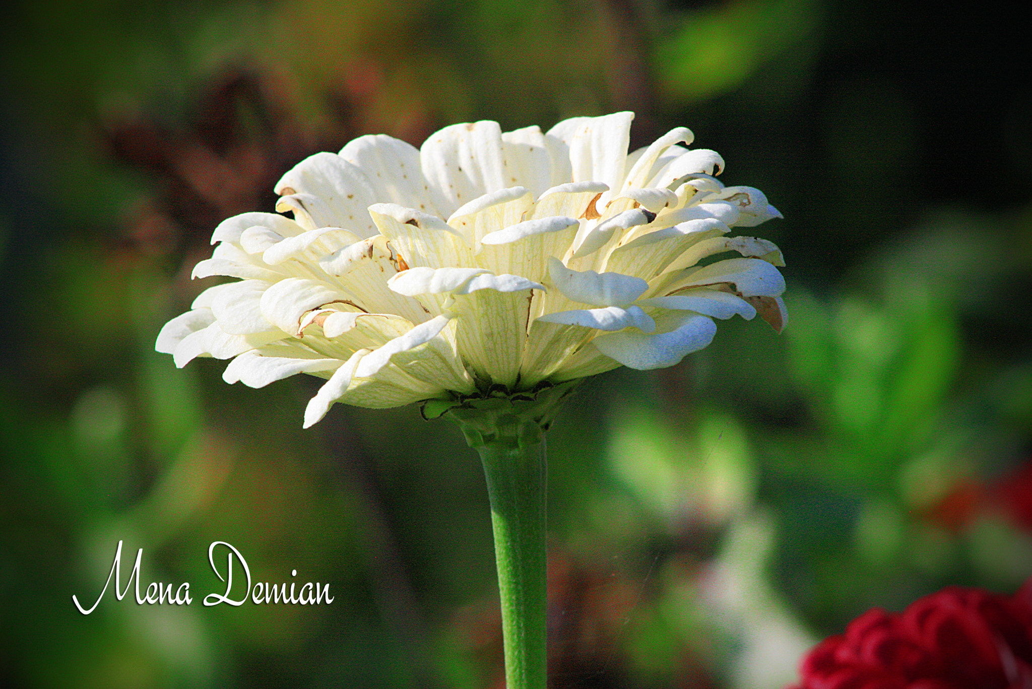 Canon EOS 1000D (EOS Digital Rebel XS / EOS Kiss F) sample photo. Img photography