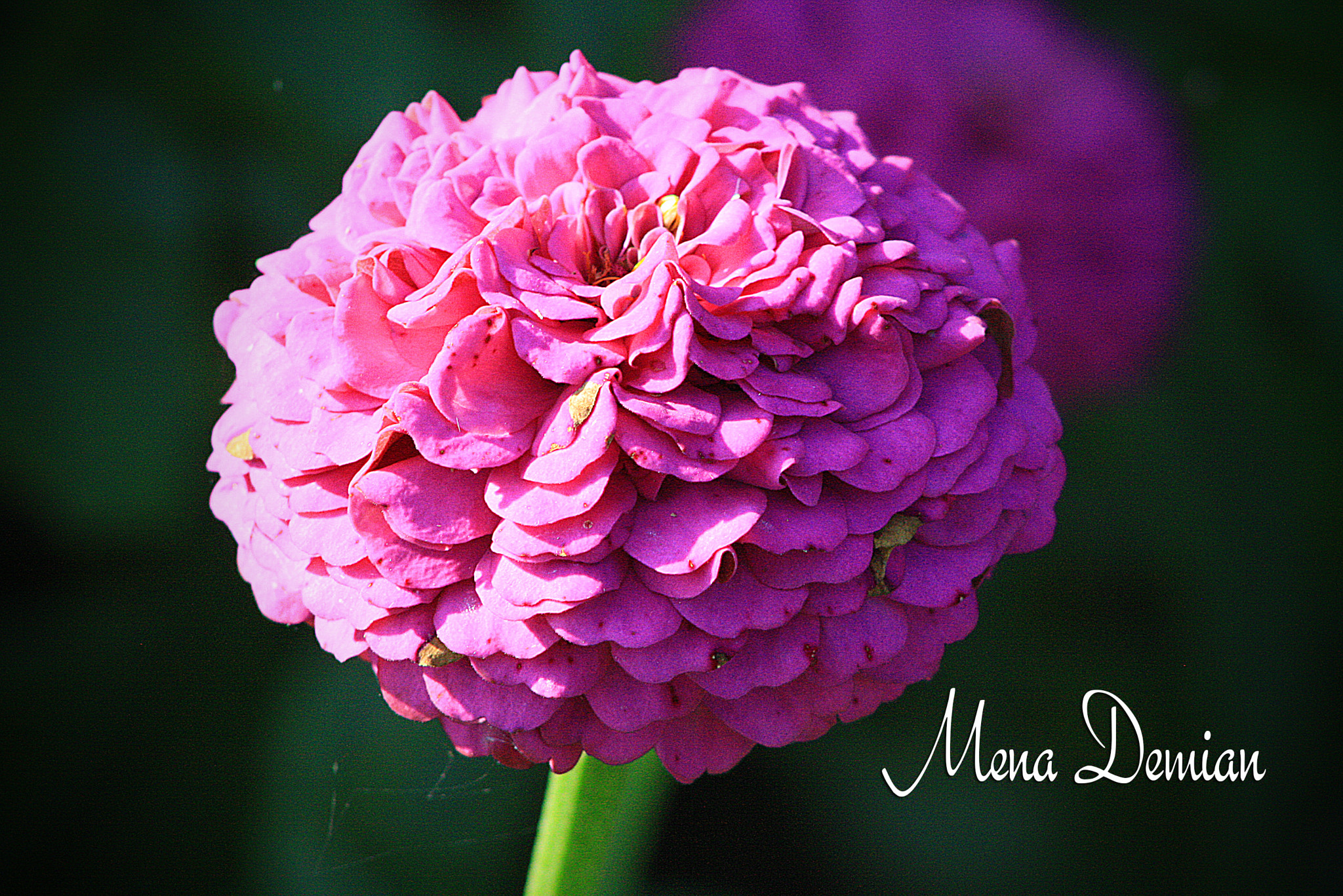 Canon EOS 1000D (EOS Digital Rebel XS / EOS Kiss F) sample photo. Img photography