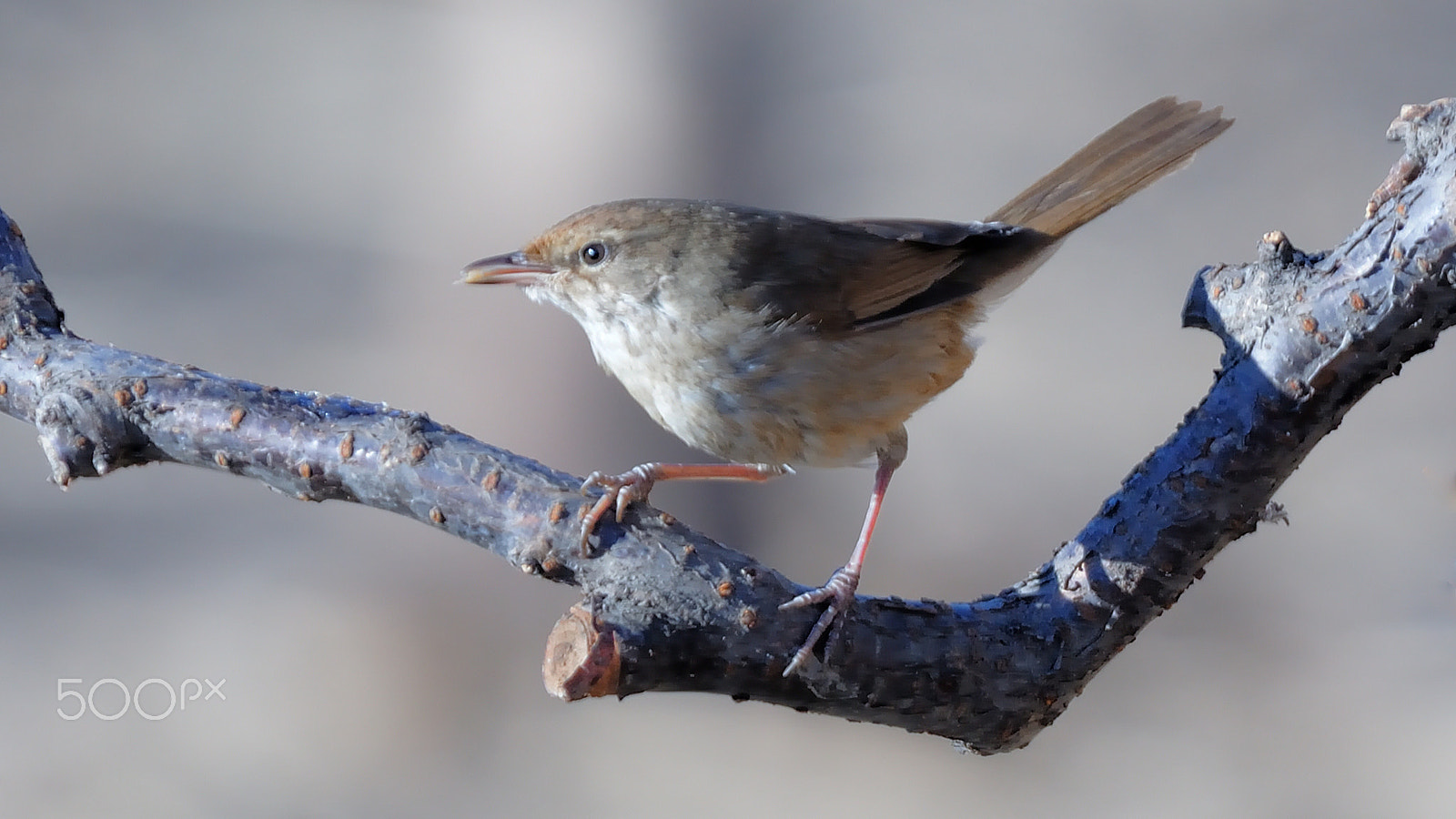 Nikon D200 sample photo. 鸟一枚 photography