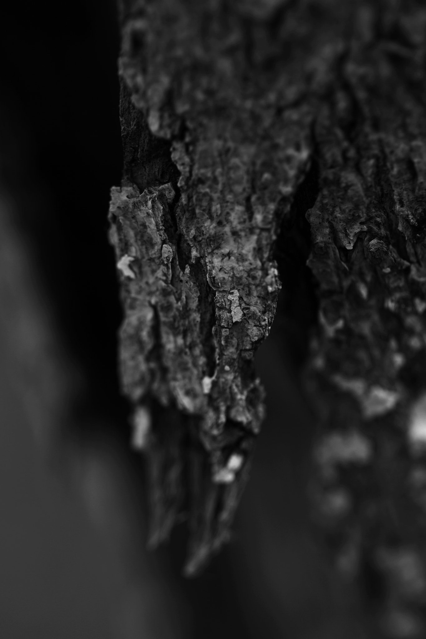 Canon EF 100mm F2.8L Macro IS USM sample photo