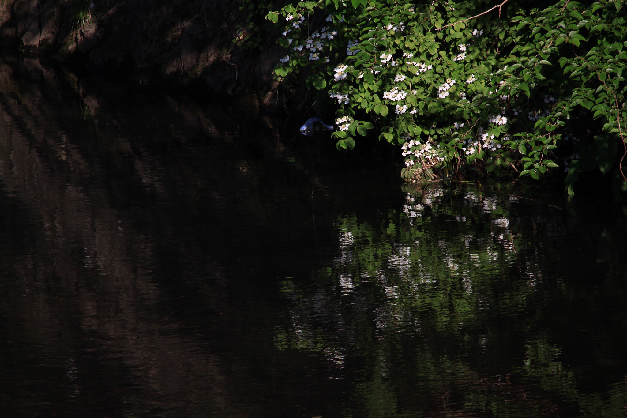 Canon 18-300mm sample photo. 29624155184.jpg photography