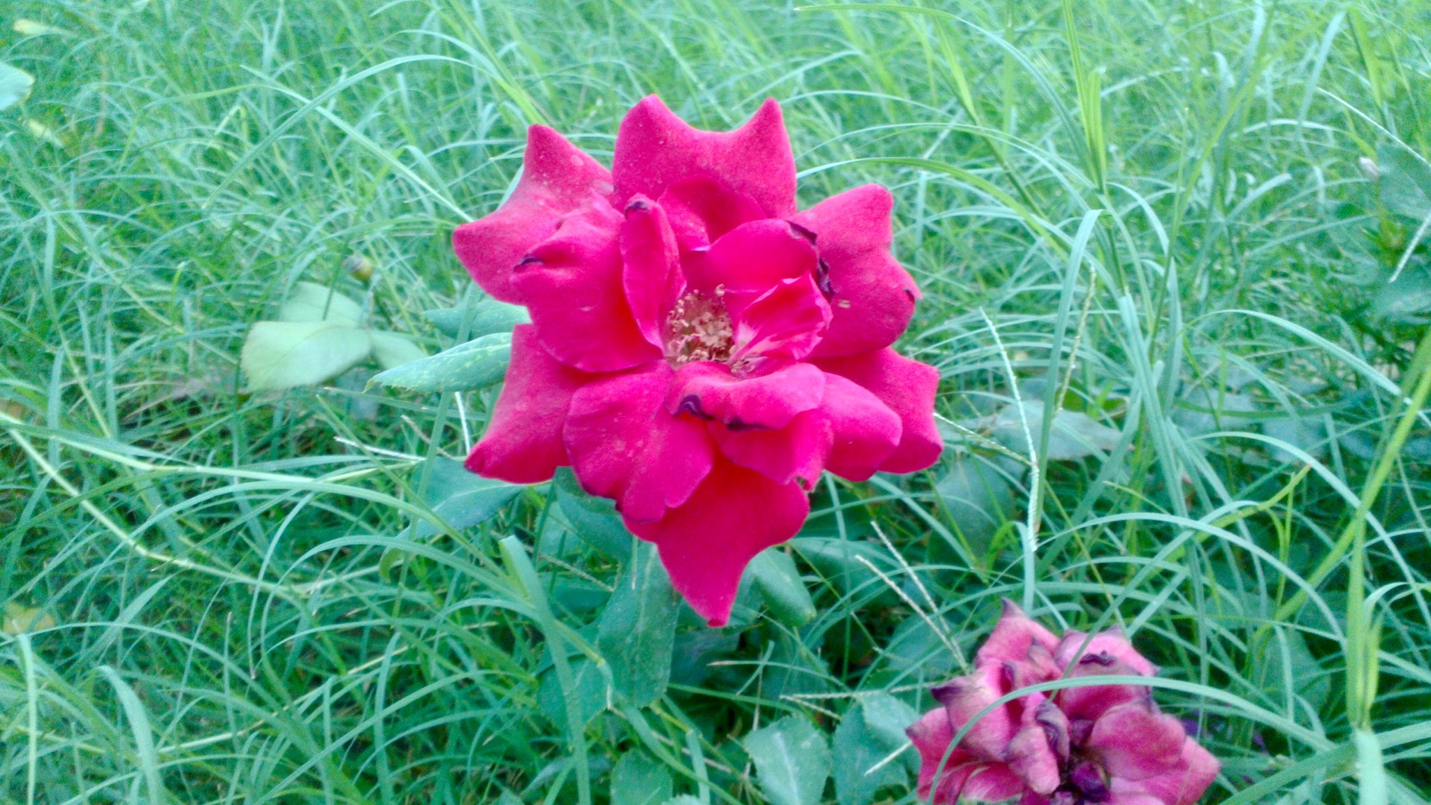 Nokia N9 sample photo. #red #rose ❤️ photography