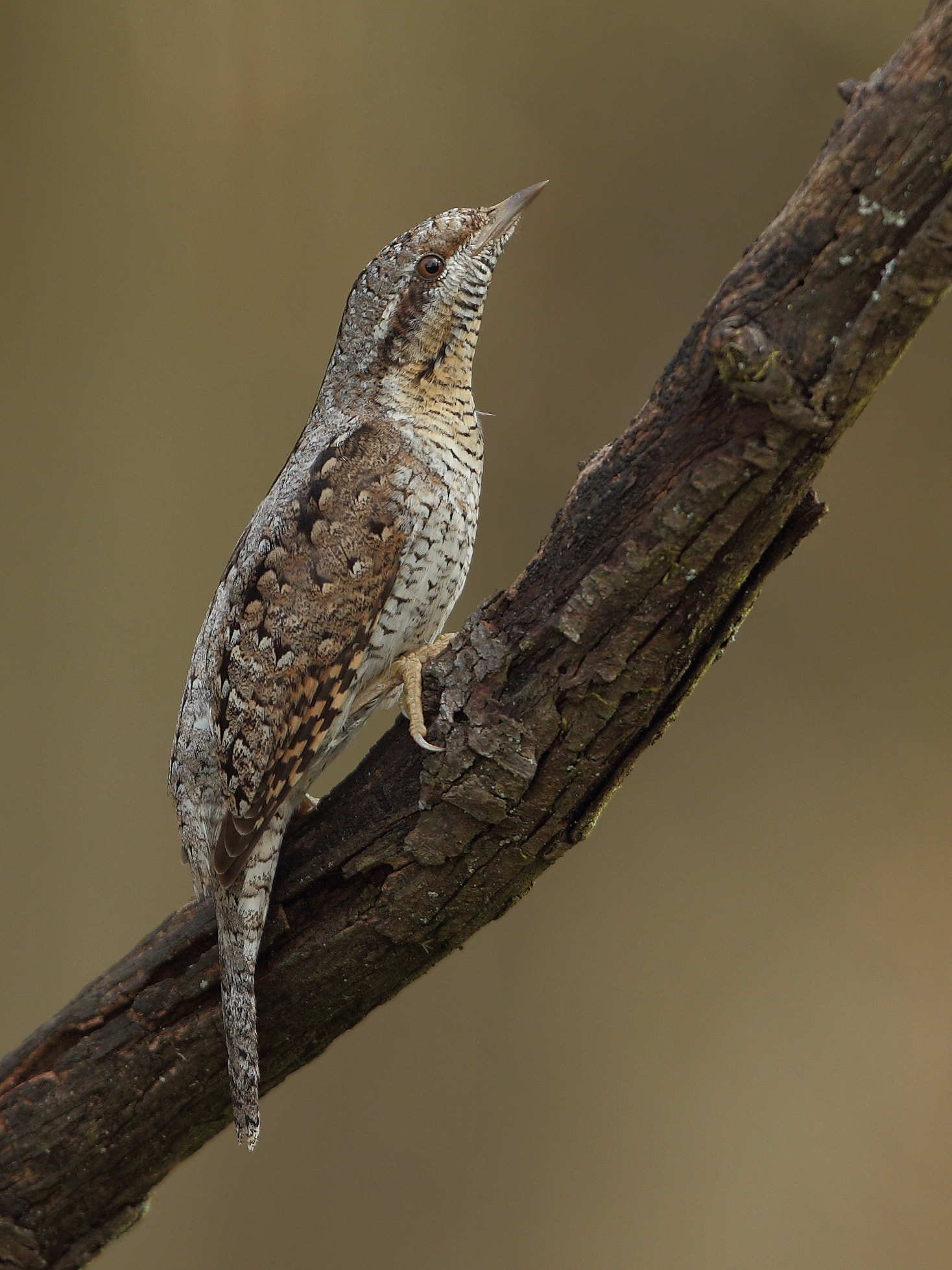 Canon EF 400mm F2.8L IS USM sample photo. Wendehals photography