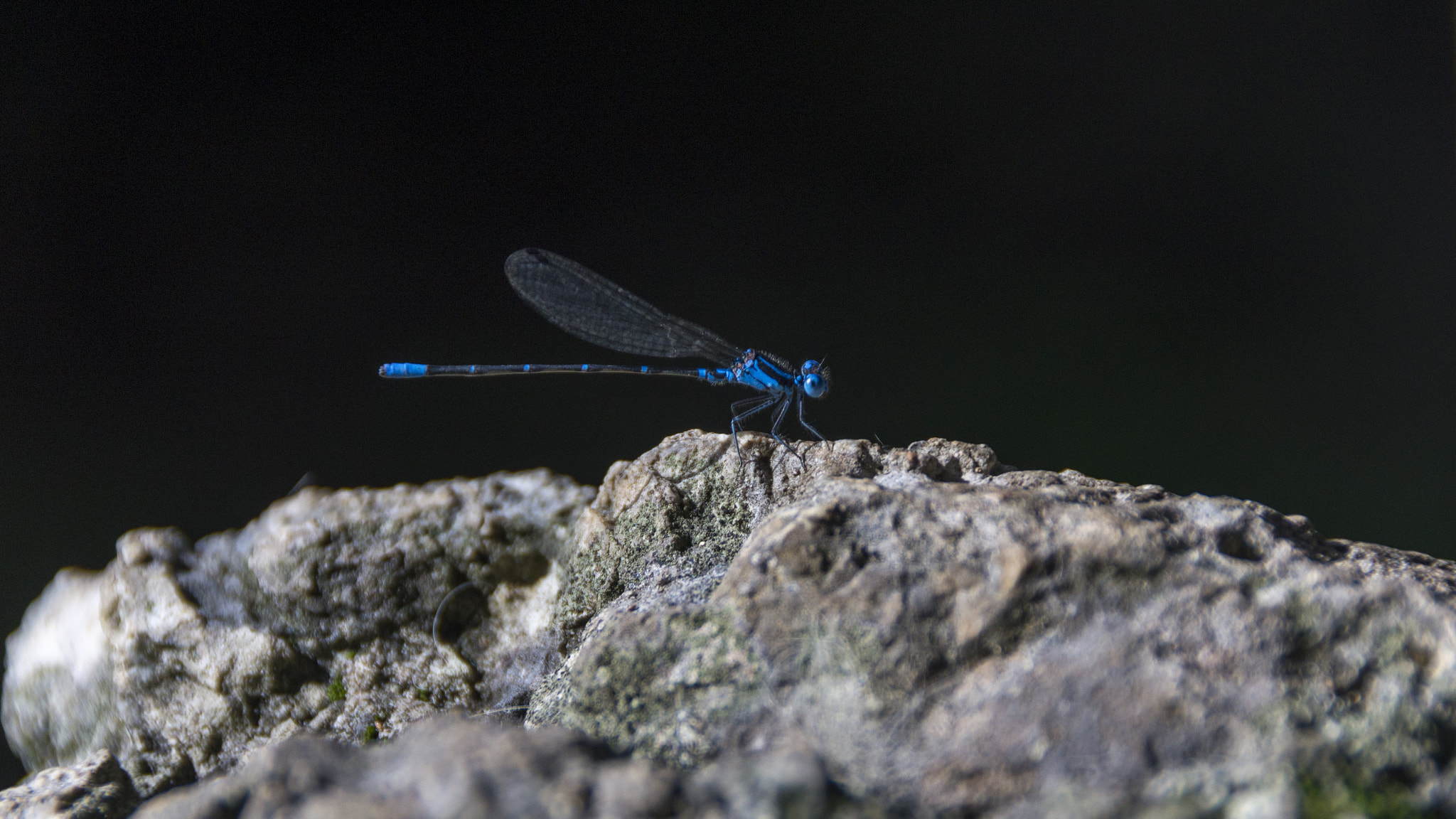 Sony SLT-A55 (SLT-A55V) sample photo. Dragonfly photography