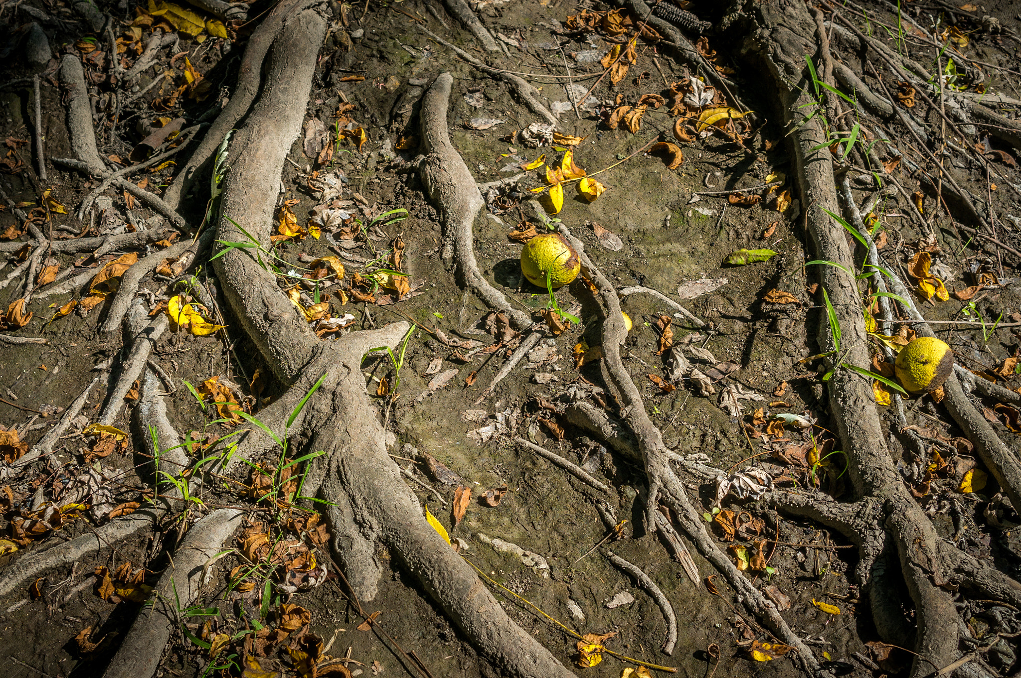 Sony Alpha NEX-6 + Sony E 35mm F1.8 OSS sample photo. Abstract roots with yellow seeds photography