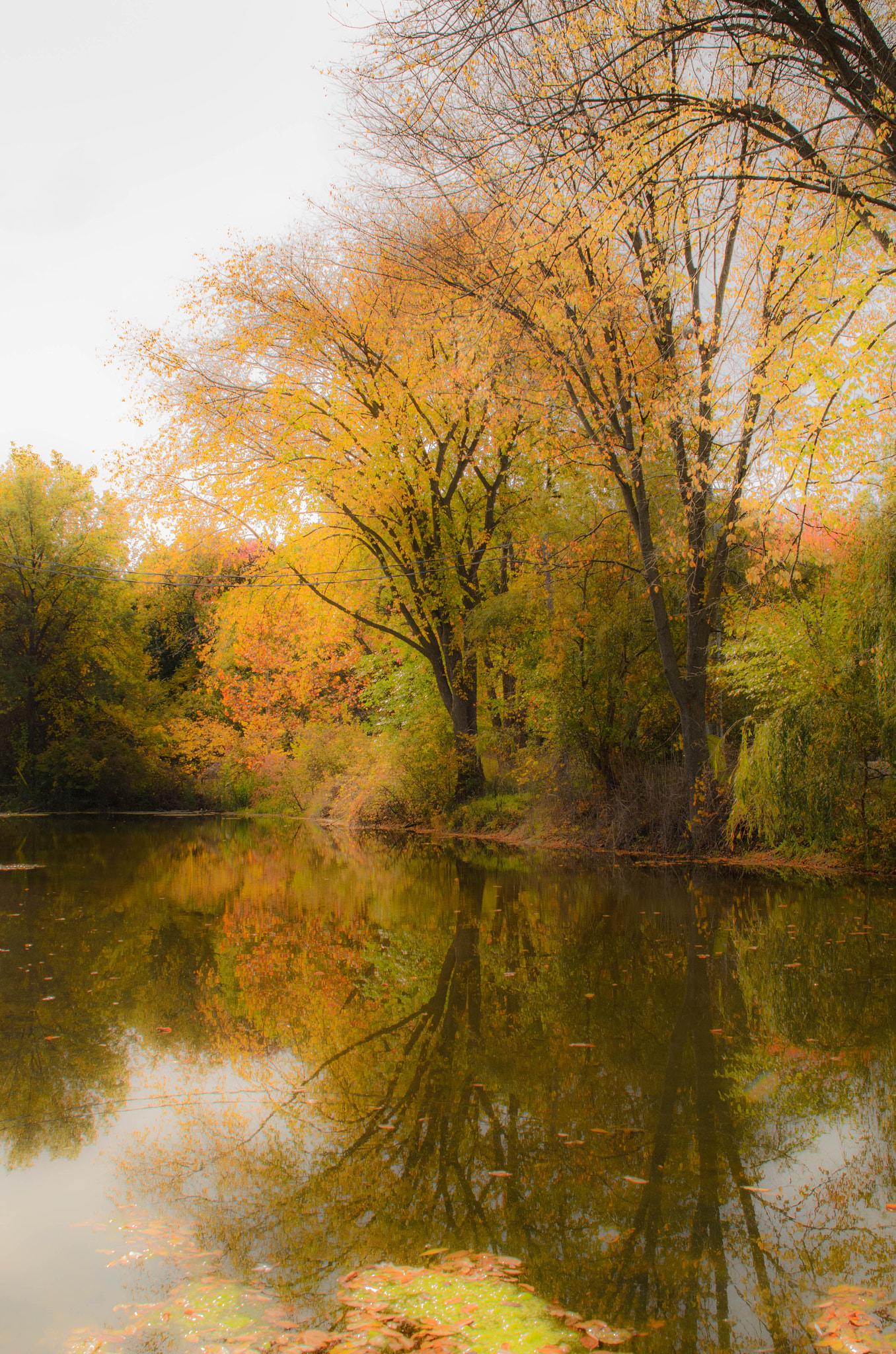 Sigma 24-70mm F2.8 EX DG HSM sample photo. Fall colours photography