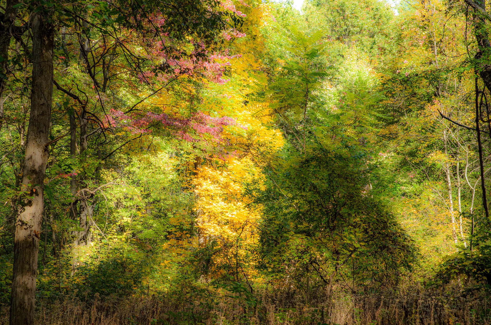 Sigma 24-70mm F2.8 EX DG HSM sample photo. Fall colours photography