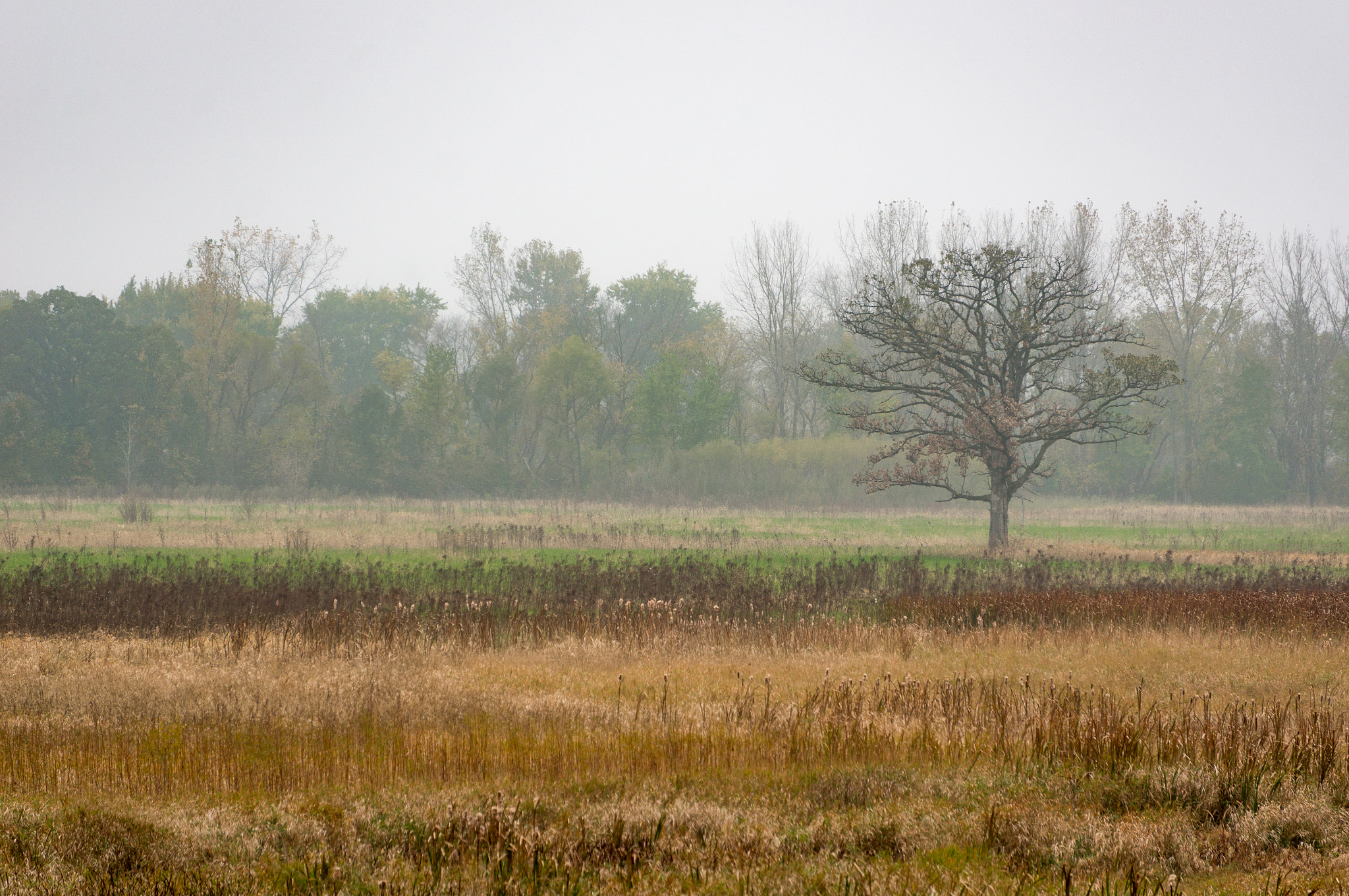 Sony Alpha NEX-6 + Sony E 55-210mm F4.5-6.3 OSS sample photo. Tree peaking out of a foggy am photography