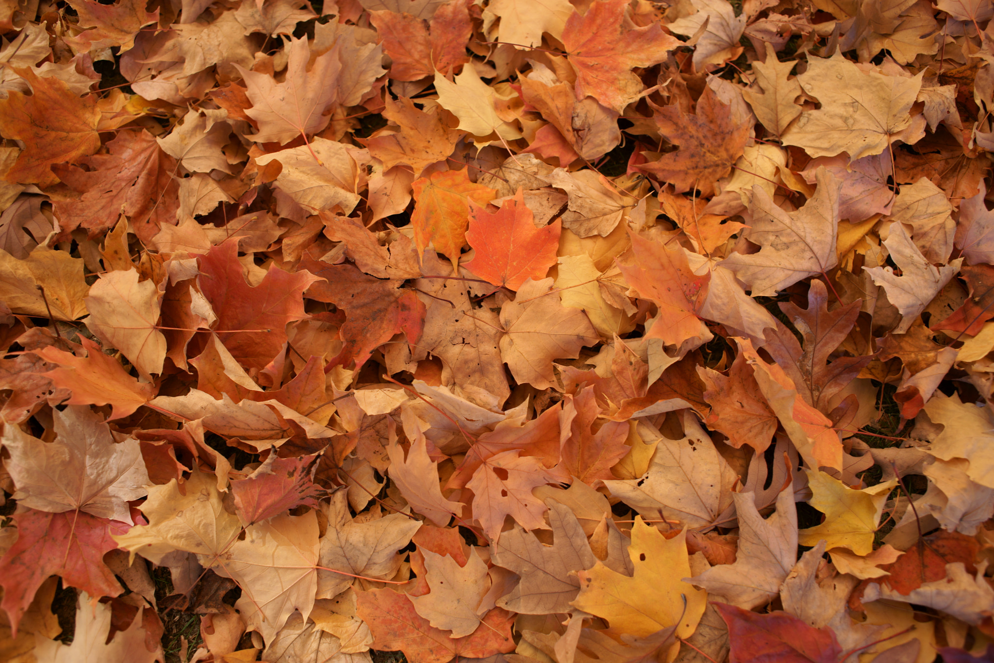 Minolta AF 28mm F2 sample photo. Leaves of gold photography