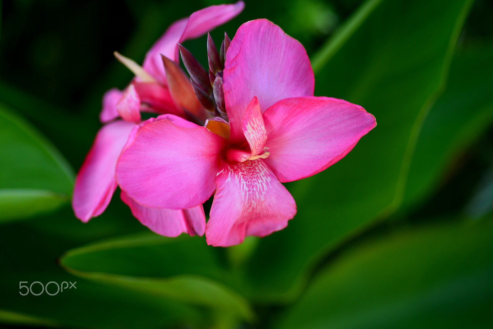 Nikon D600 sample photo. Vivid pink canna photography
