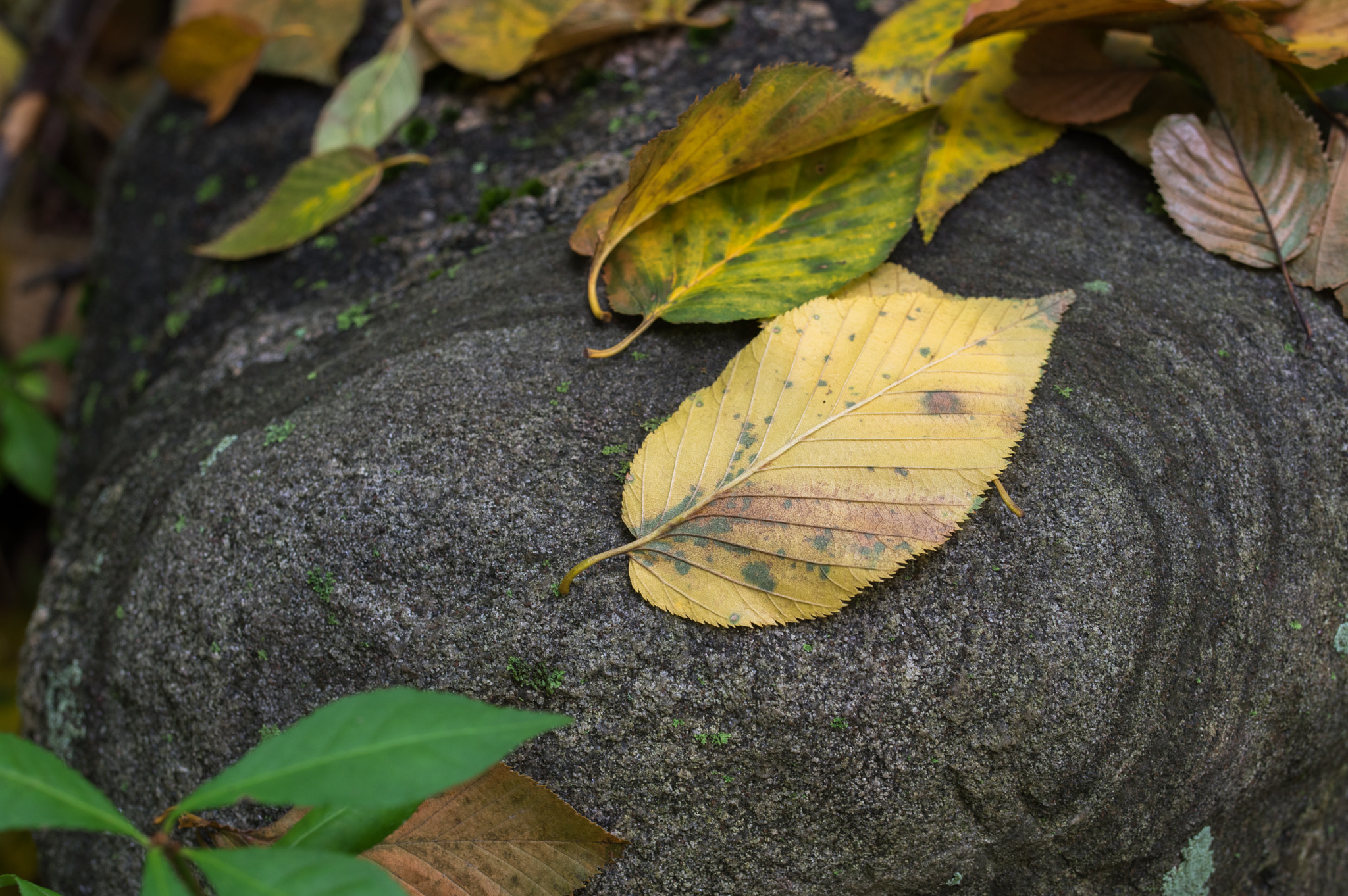 Pentax K-3 + Sigma 35mm F1.4 DG HSM Art sample photo. On the rock photography